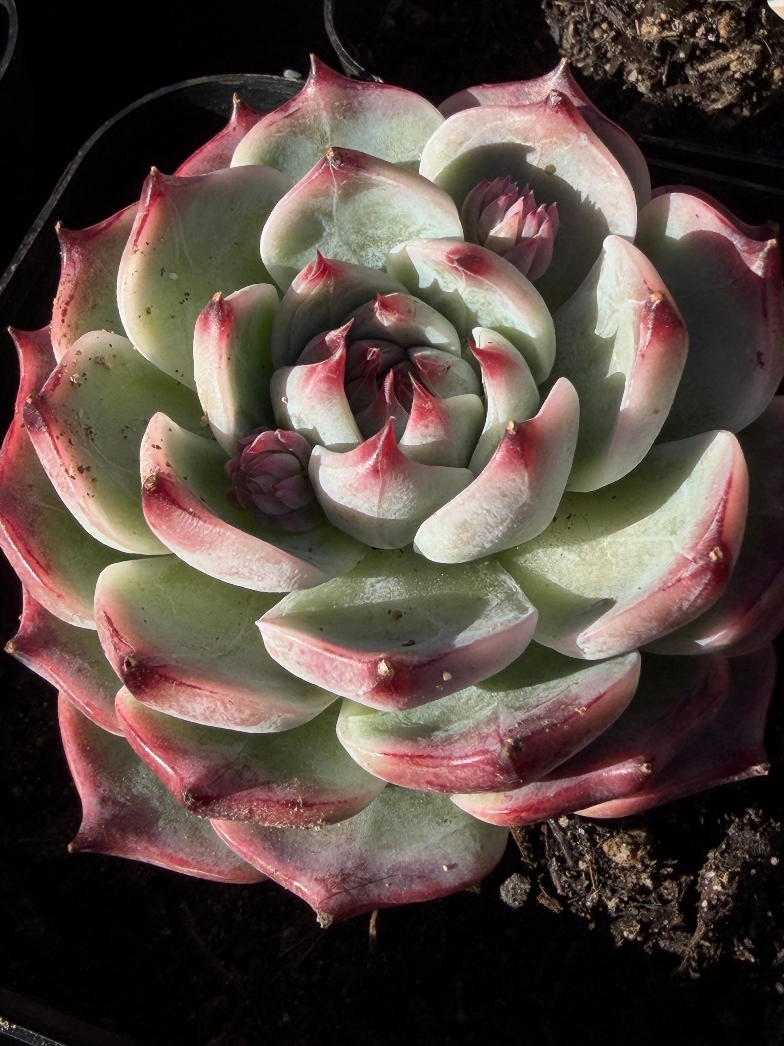 Echeveria chihuahensis – Premium Collector Succulent, USDA‑APHIS Approved & CA‑Acclimated