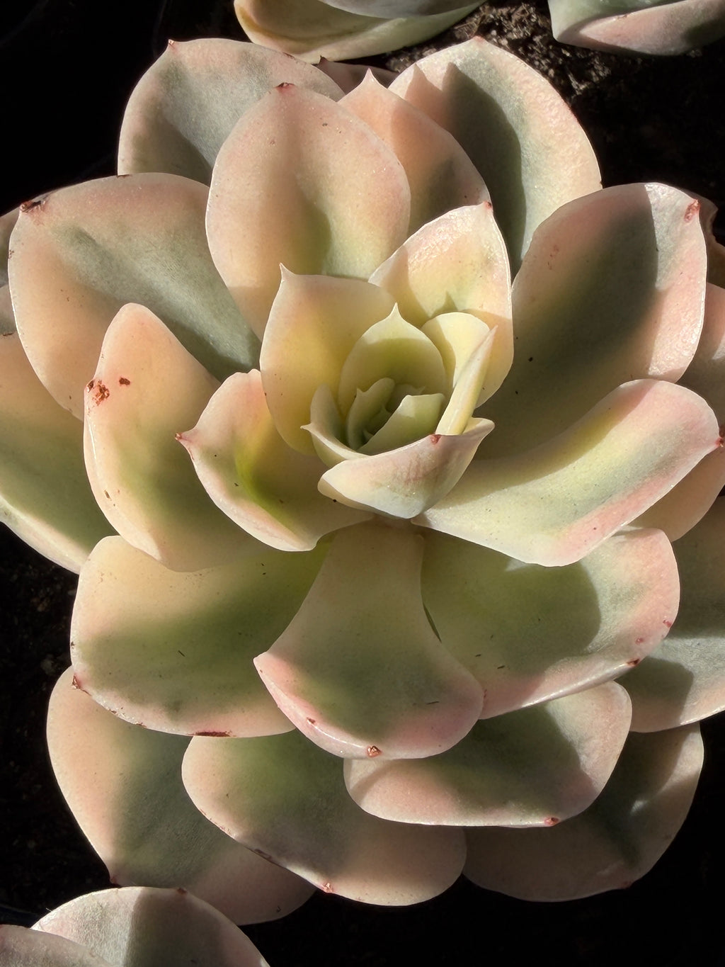 Rare Echeveria 'Variegated White Maria’ — 4.5" Collector‑Grade Succulent | USDA‑APHIS Permitted | Grown at Huamoo Amigo