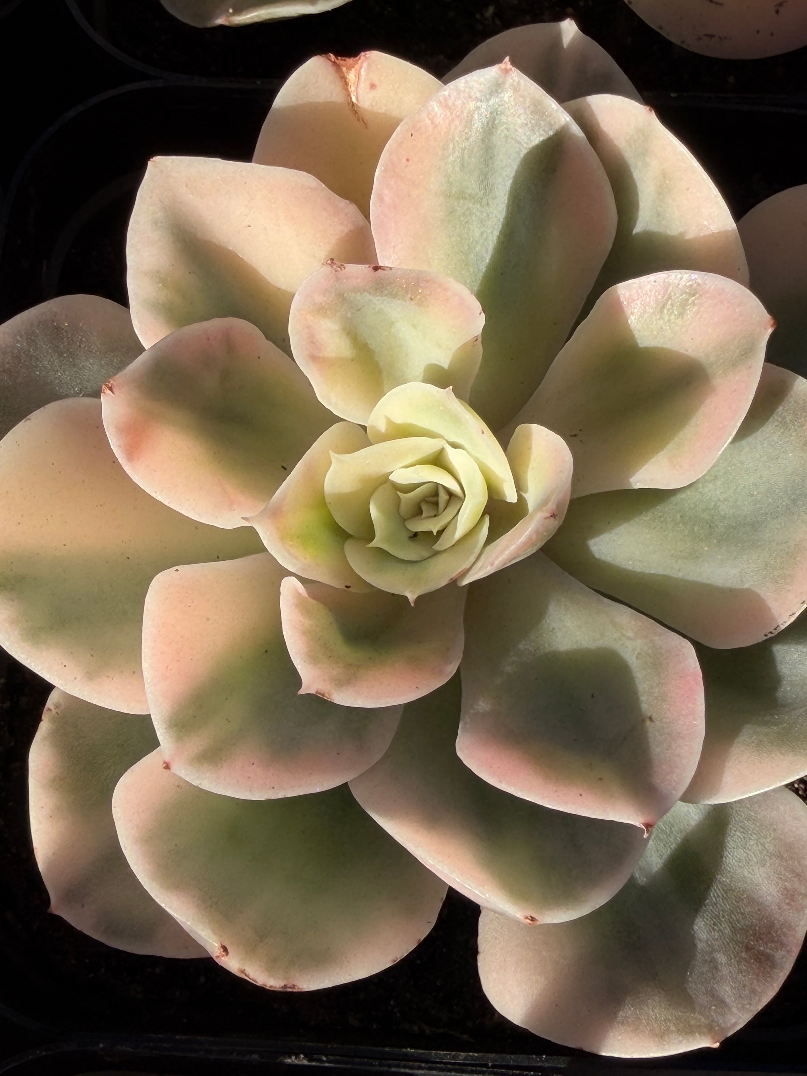 Rare Echeveria 'Variegated White Maria’ — 4.5" Collector‑Grade Succulent | USDA‑APHIS Permitted | Grown at Huamoo Amigo