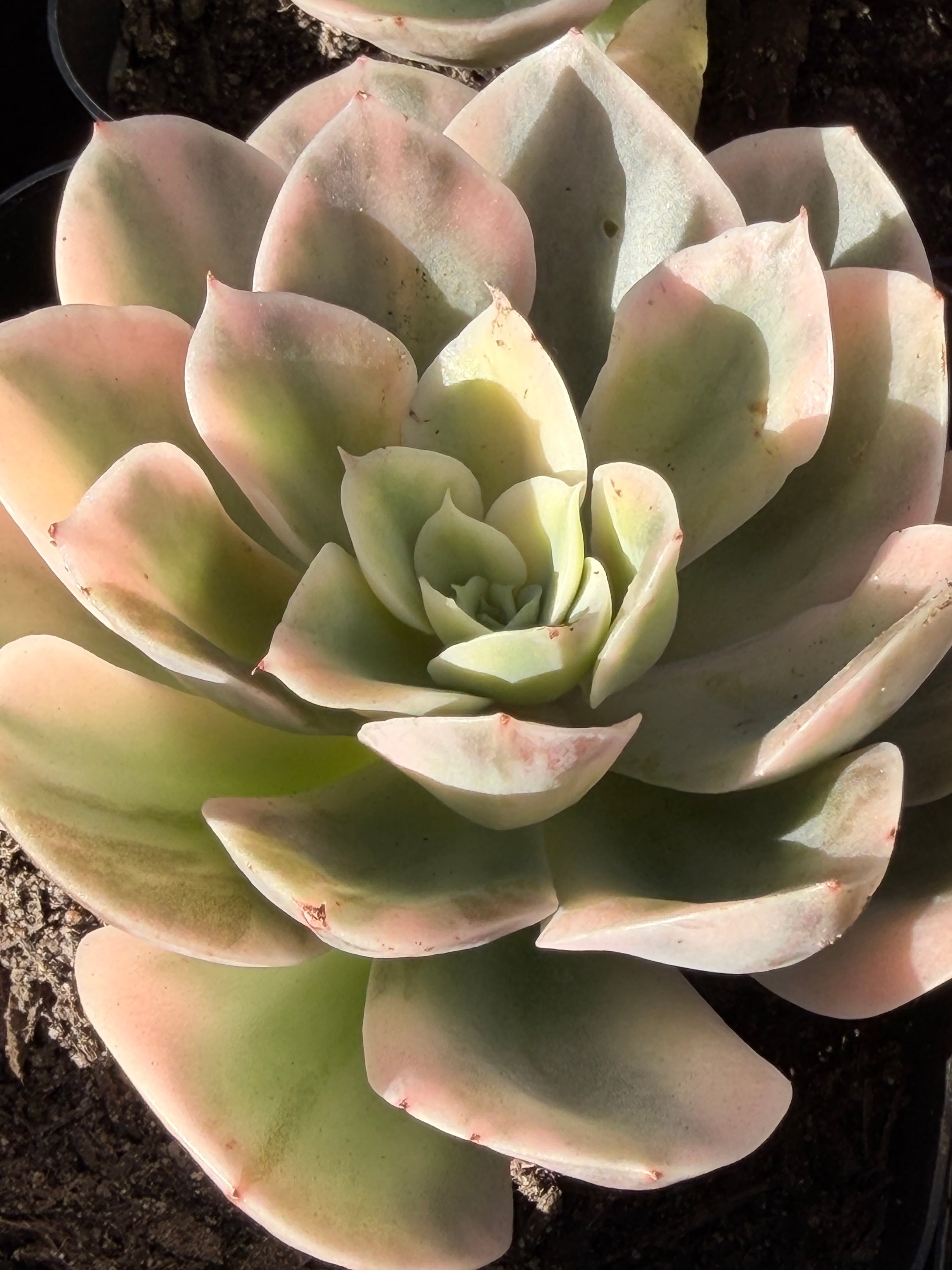 Rare Echeveria 'Variegated White Maria’ — 4.5" Collector‑Grade Succulent | USDA‑APHIS Permitted | Grown at Huamoo Amigo