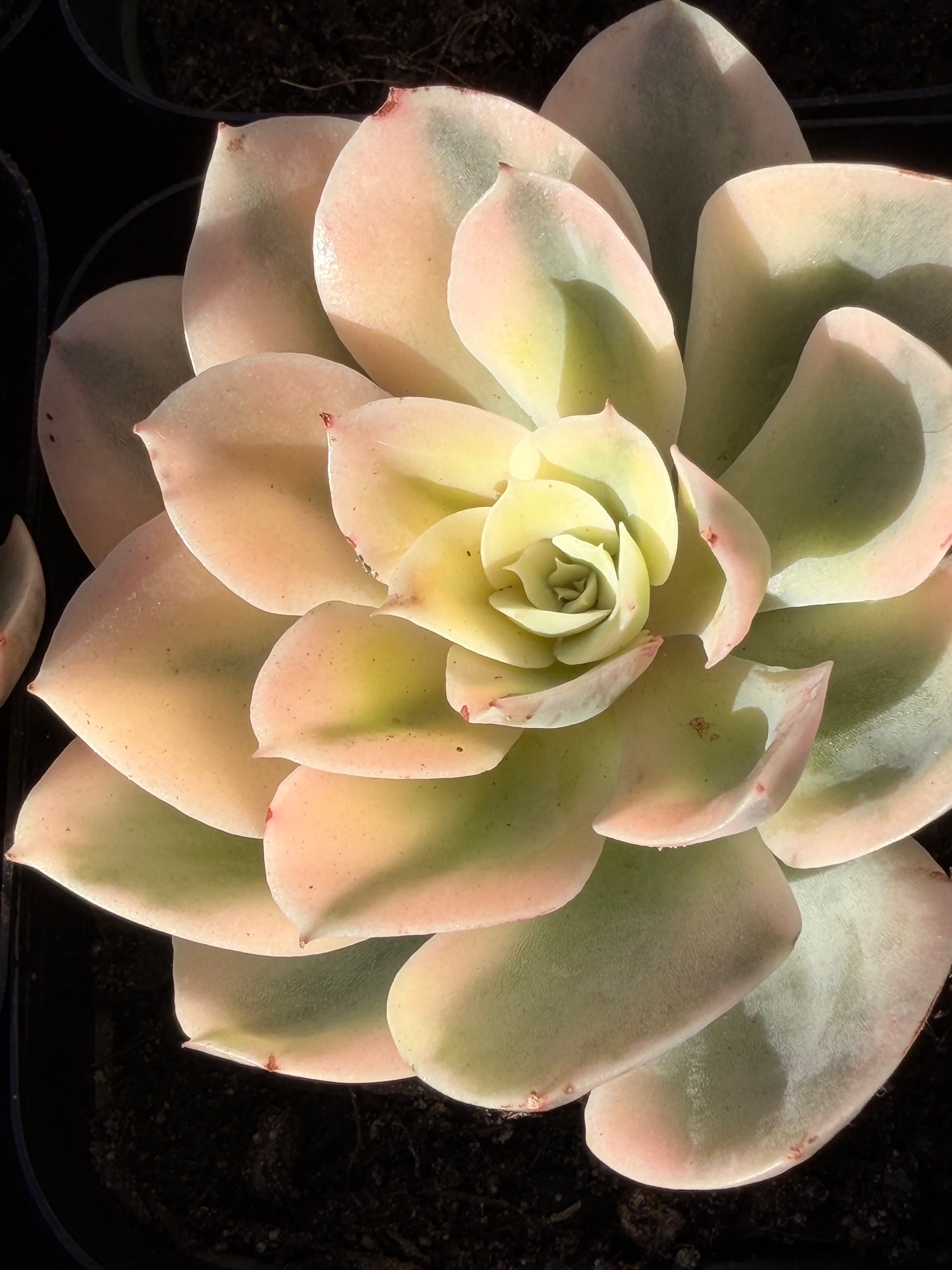 Rare Echeveria 'Variegated White Maria’ — 4.5" Collector‑Grade Succulent | USDA‑APHIS Permitted | Grown at Huamoo Amigo