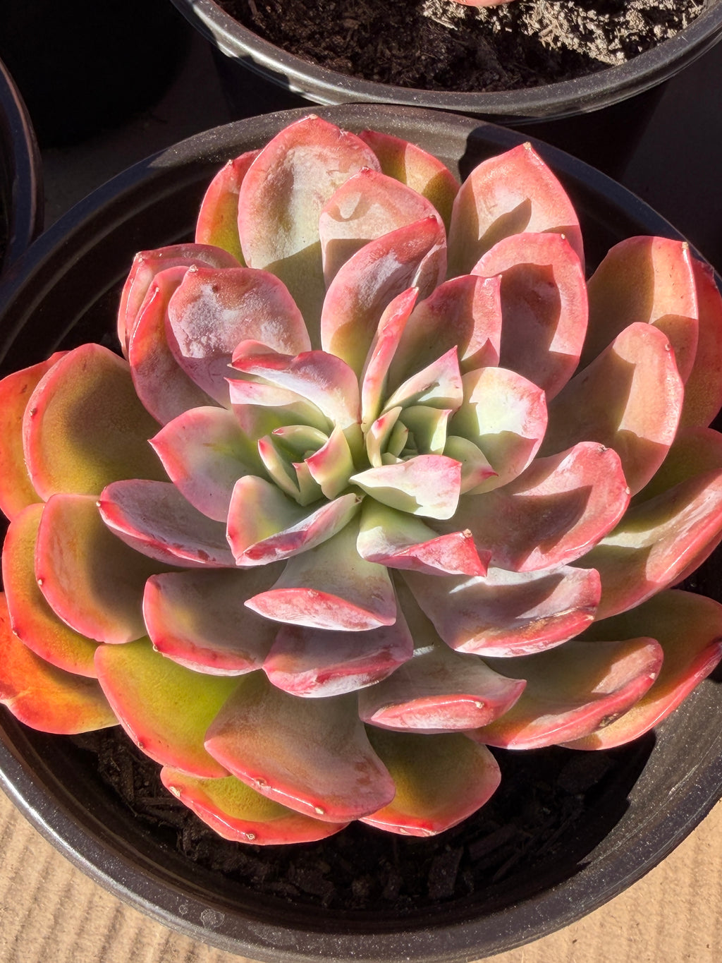 Rare Echeveria ‘Luella’ – Acclimated & Shipped from California