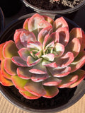 Rare Echeveria ‘Luella’ – Acclimated & Shipped from California