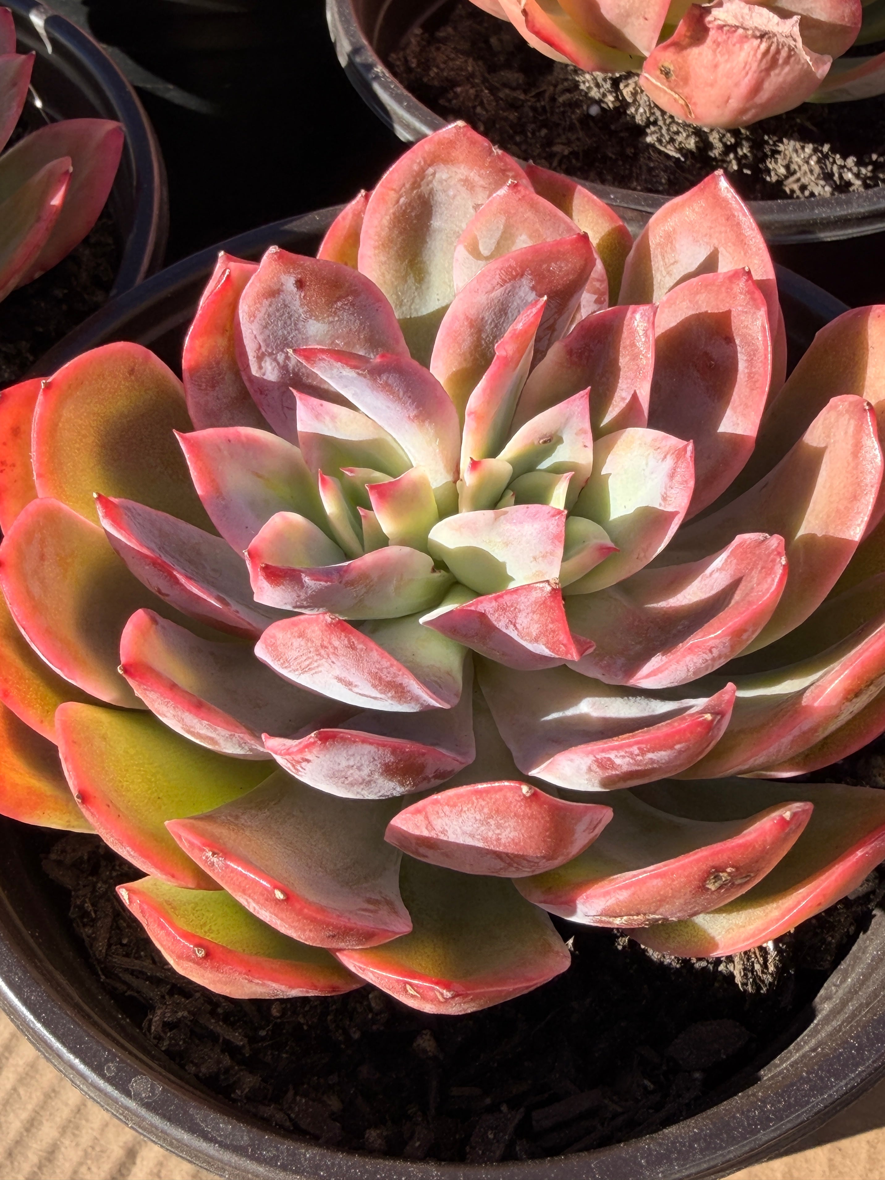 Rare Echeveria ‘Luella’ – Acclimated & Shipped from California