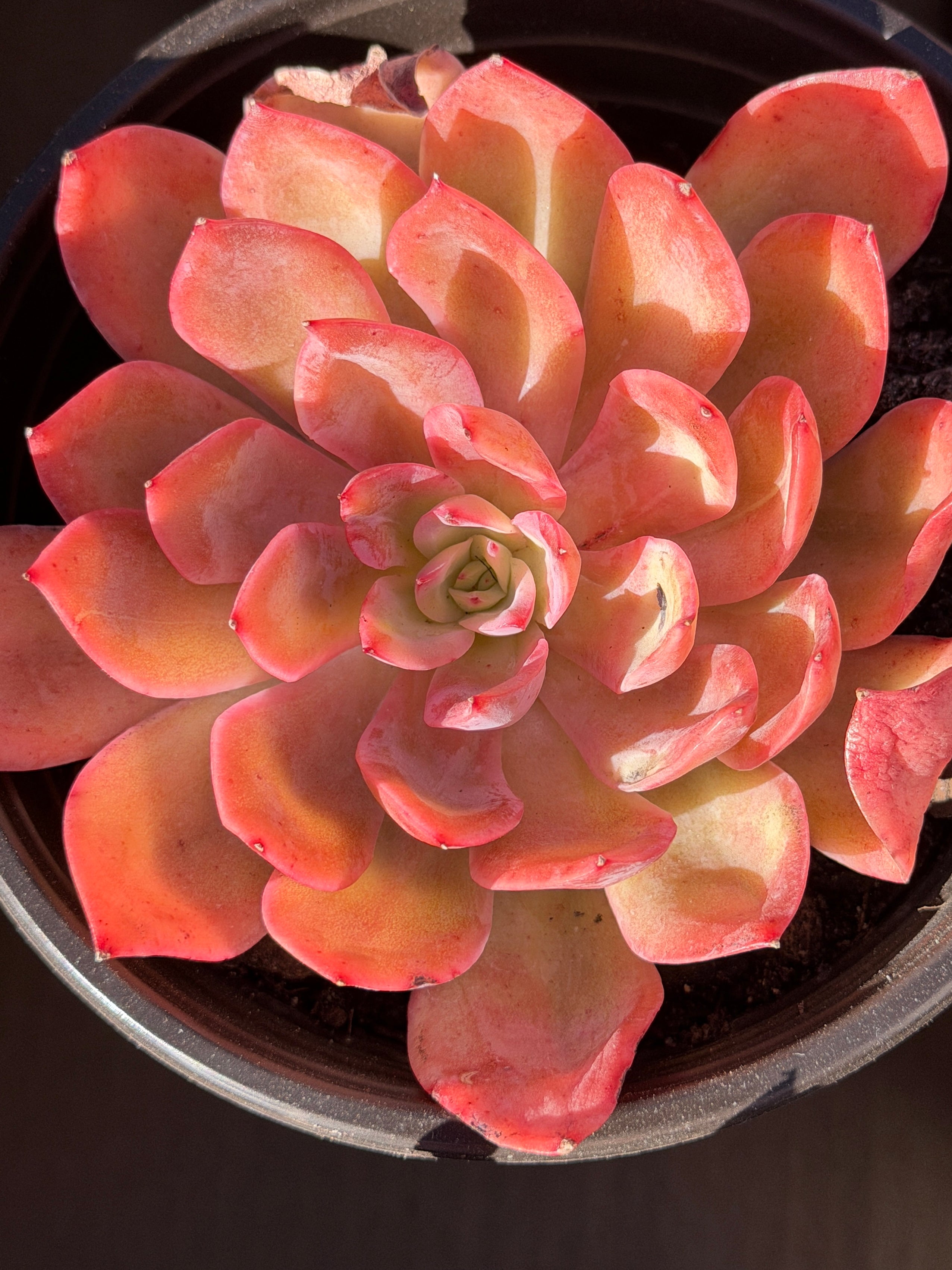 Rare Echeveria ‘Luella’ – Acclimated & Shipped from California