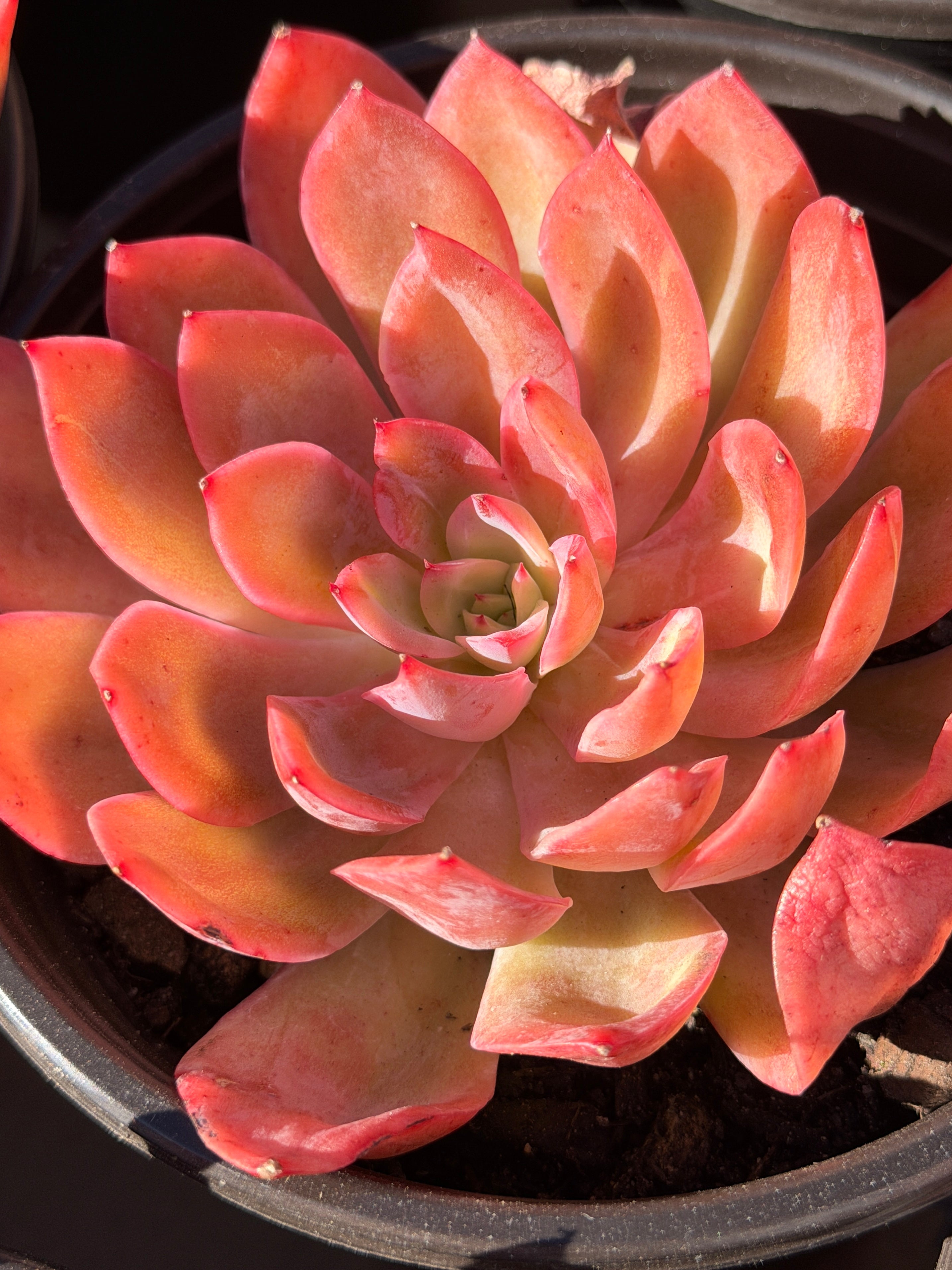 Rare Echeveria ‘Luella’ – Acclimated & Shipped from California