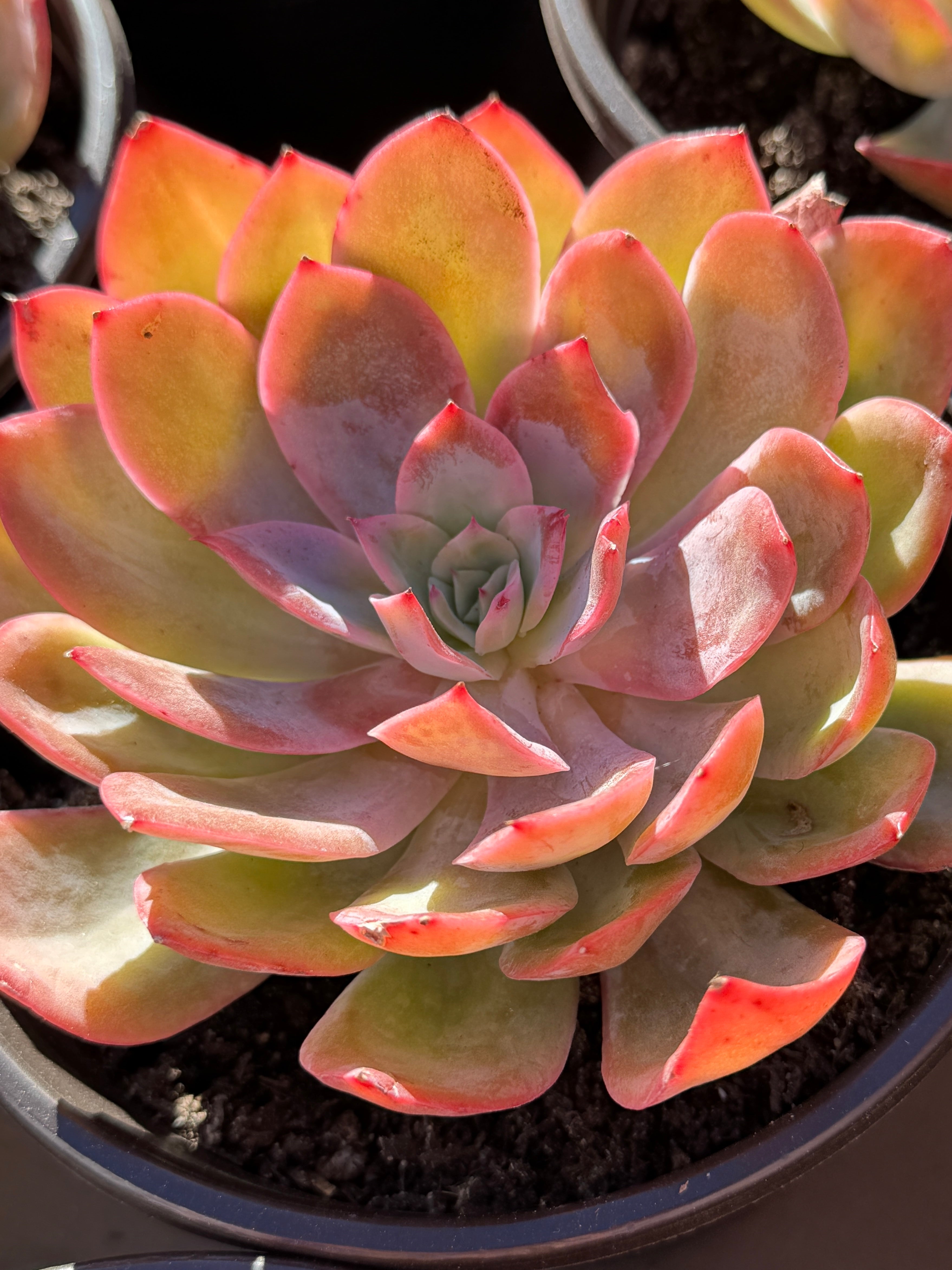 Rare Echeveria ‘Luella’ – Acclimated & Shipped from California