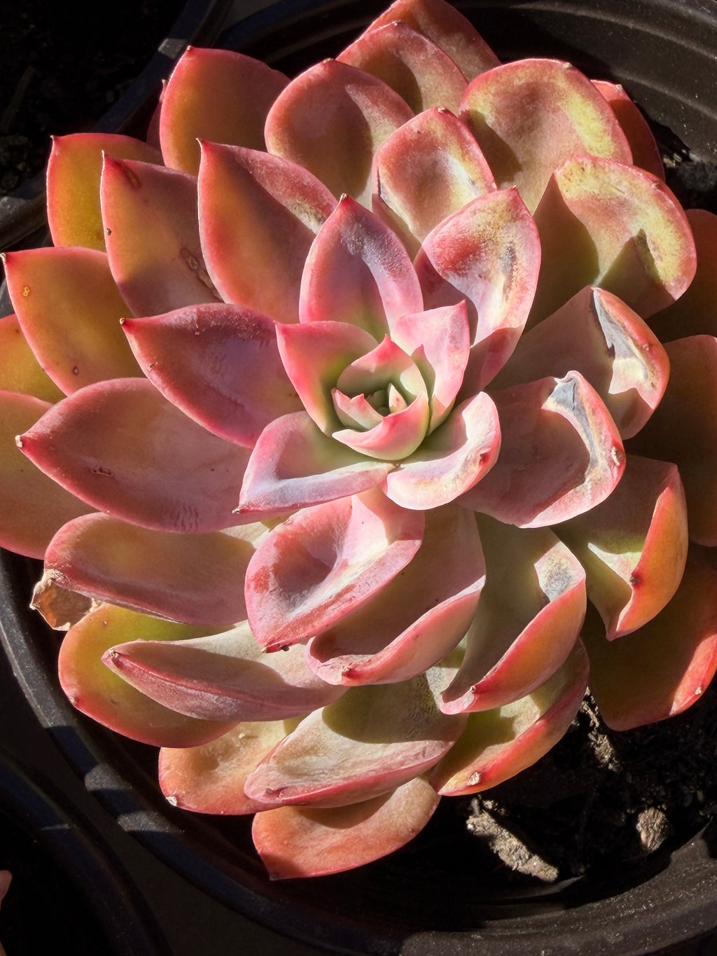 Rare Echeveria ‘Luella’ – Acclimated & Shipped from California