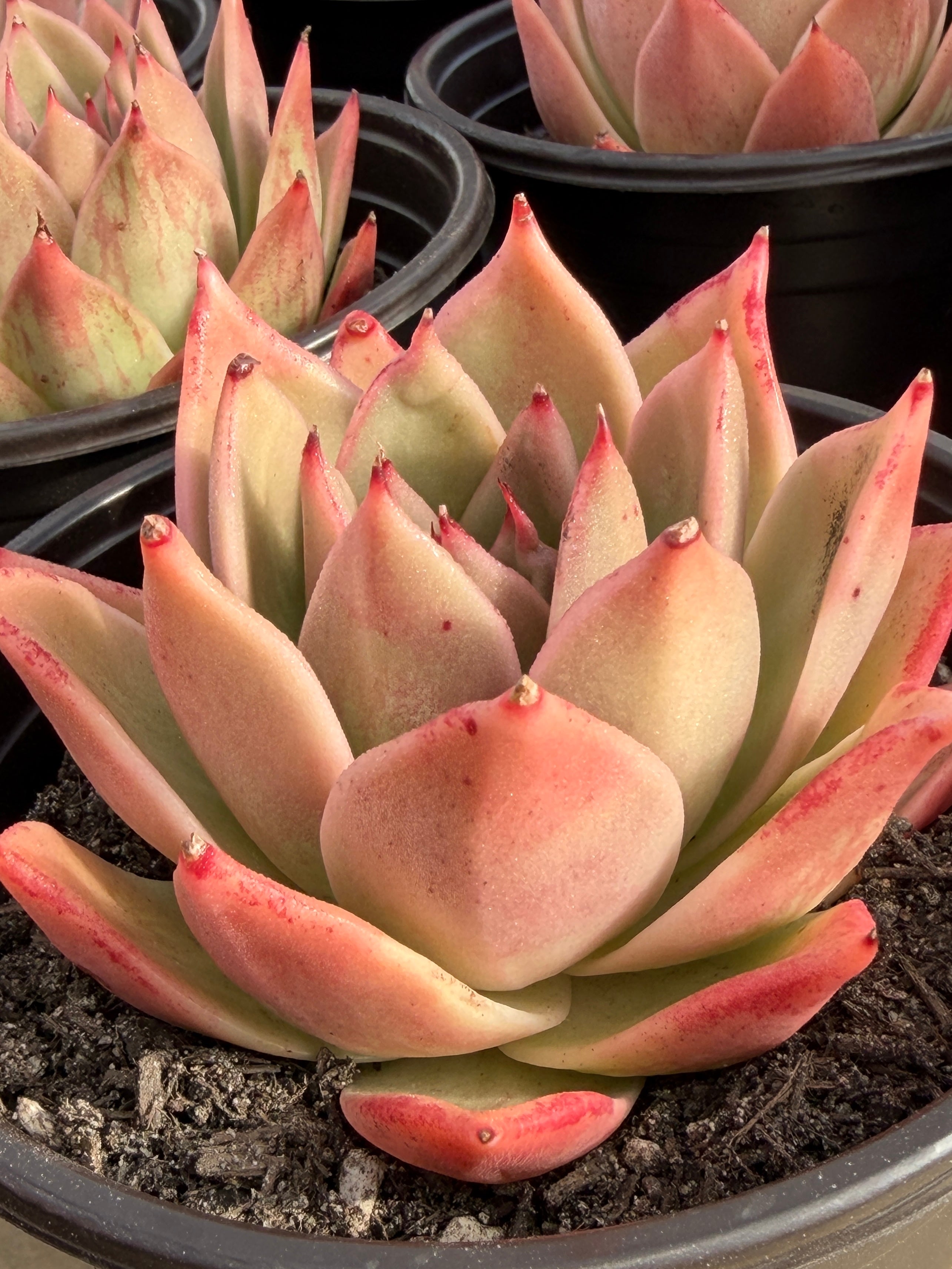 Rare Echeveria ‘Yuxing Dongyun’ – Premium Korean Hybrid Succulent