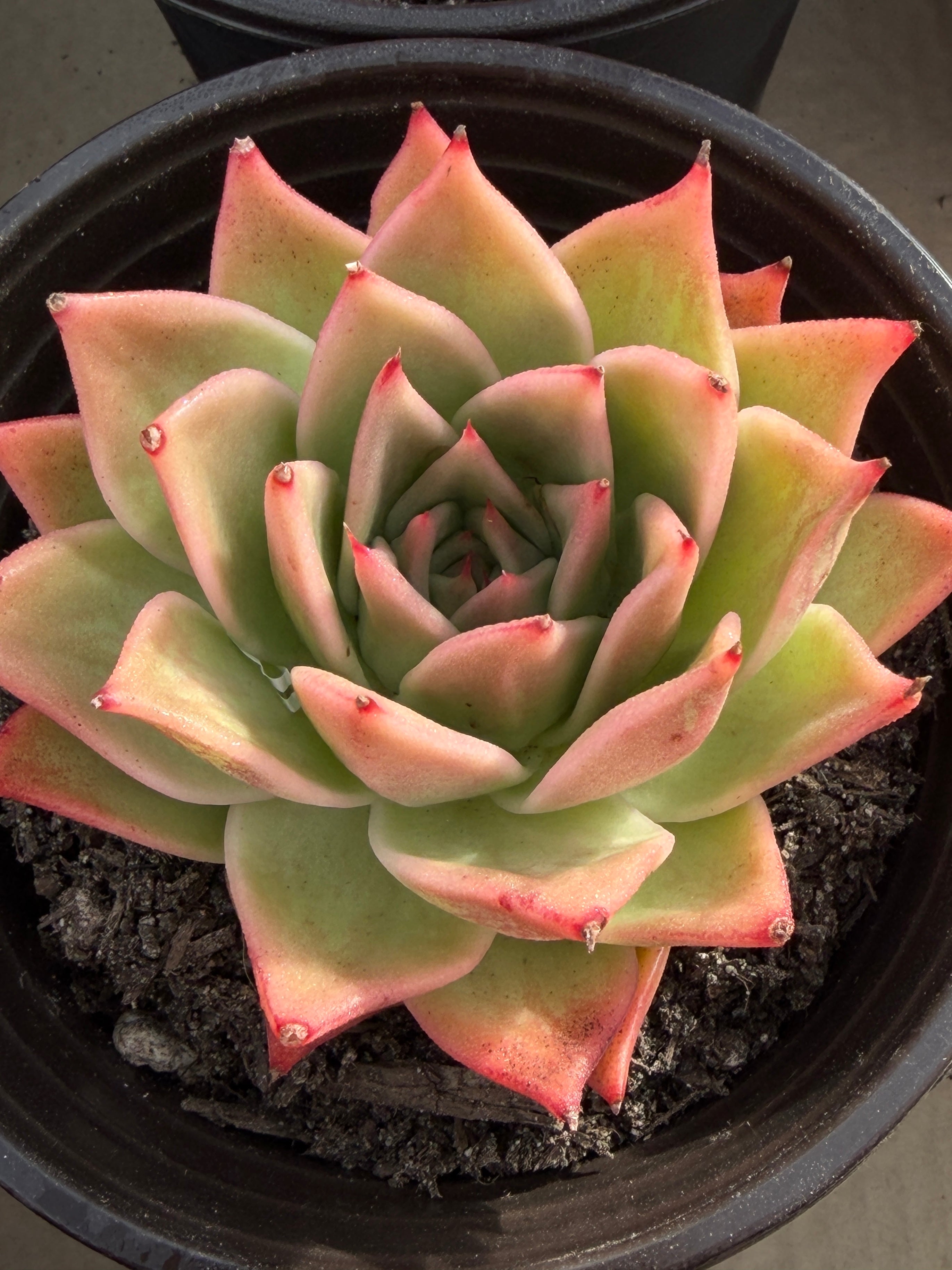 Rare Echeveria ‘Yuxing Dongyun’ – Premium Korean Hybrid Succulent