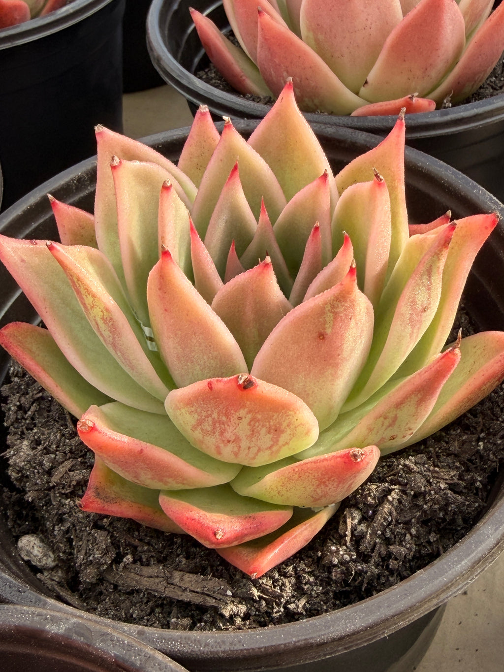 Rare Echeveria ‘Yuxing Dongyun’ – Premium Korean Hybrid Succulent