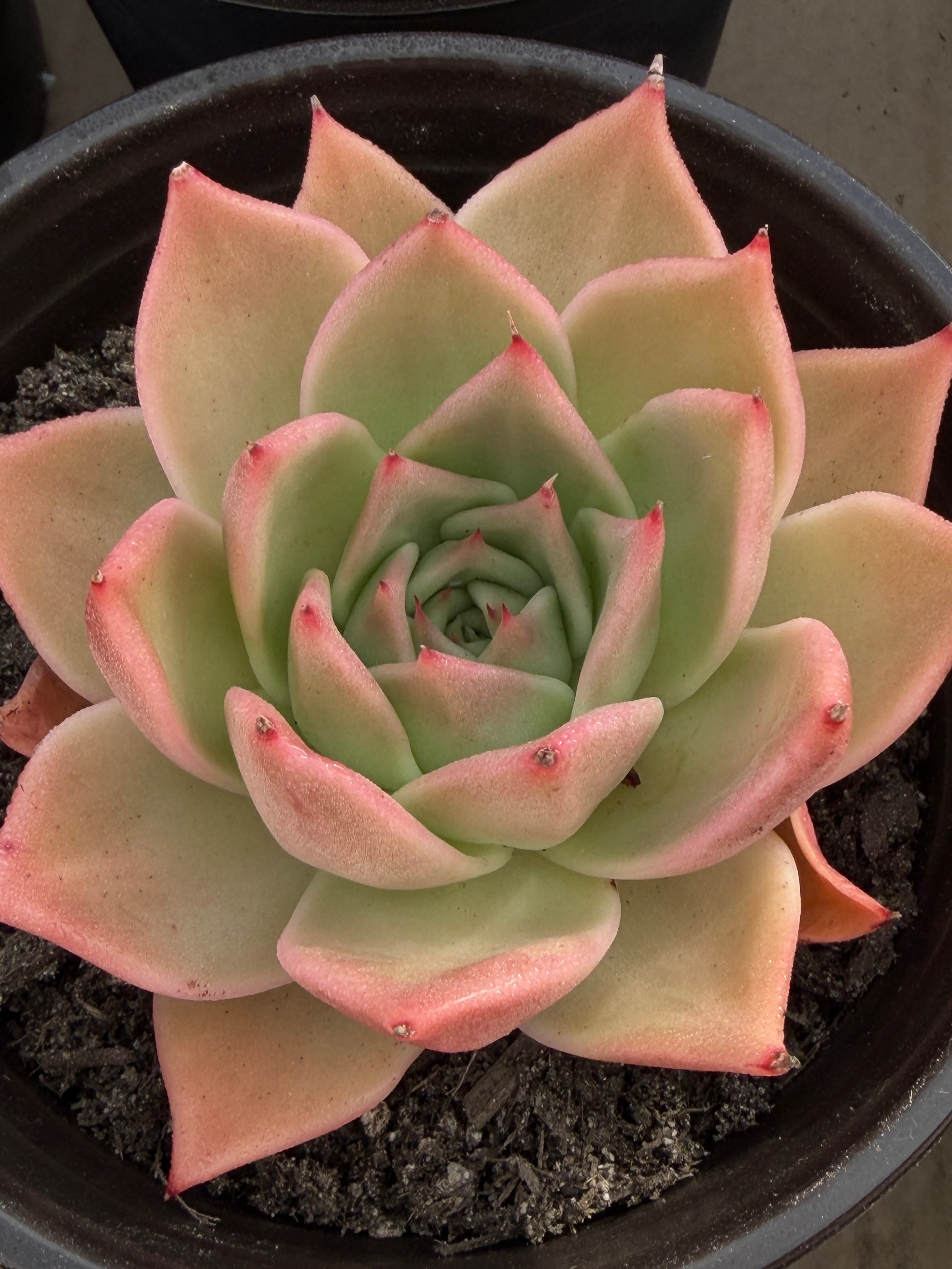 Rare Echeveria ‘Yuxing Dongyun’ – Premium Korean Hybrid Succulent