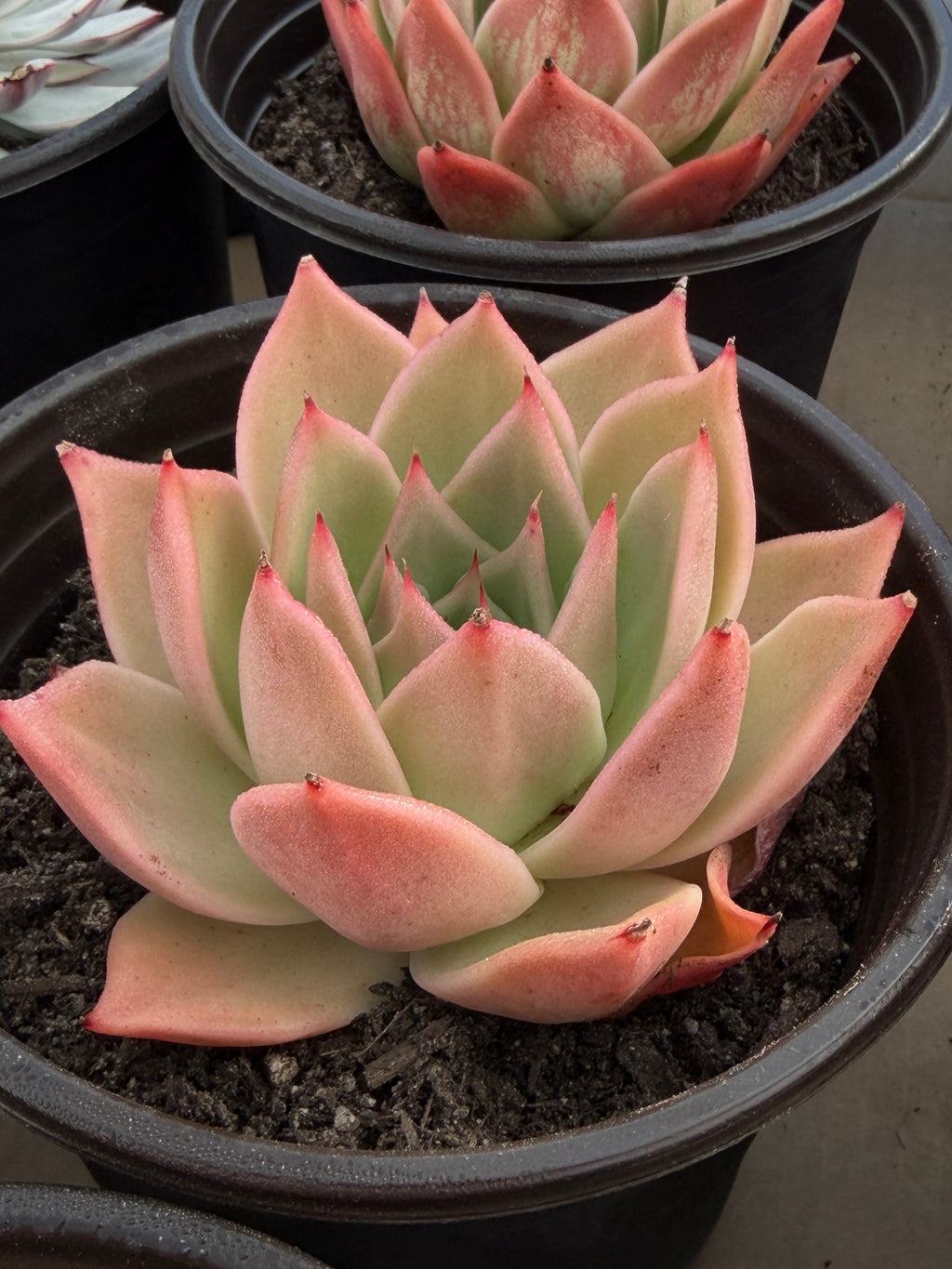 Rare Echeveria ‘Yuxing Dongyun’ – Premium Korean Hybrid Succulent