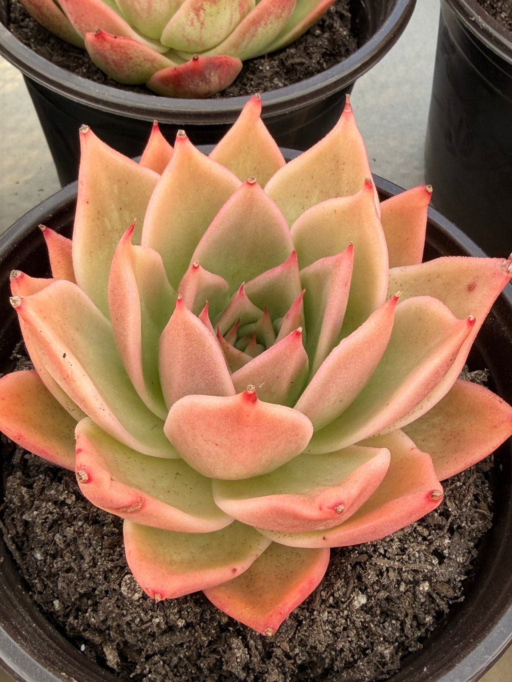 Rare Echeveria ‘Yuxing Dongyun’ – Premium Korean Hybrid Succulent