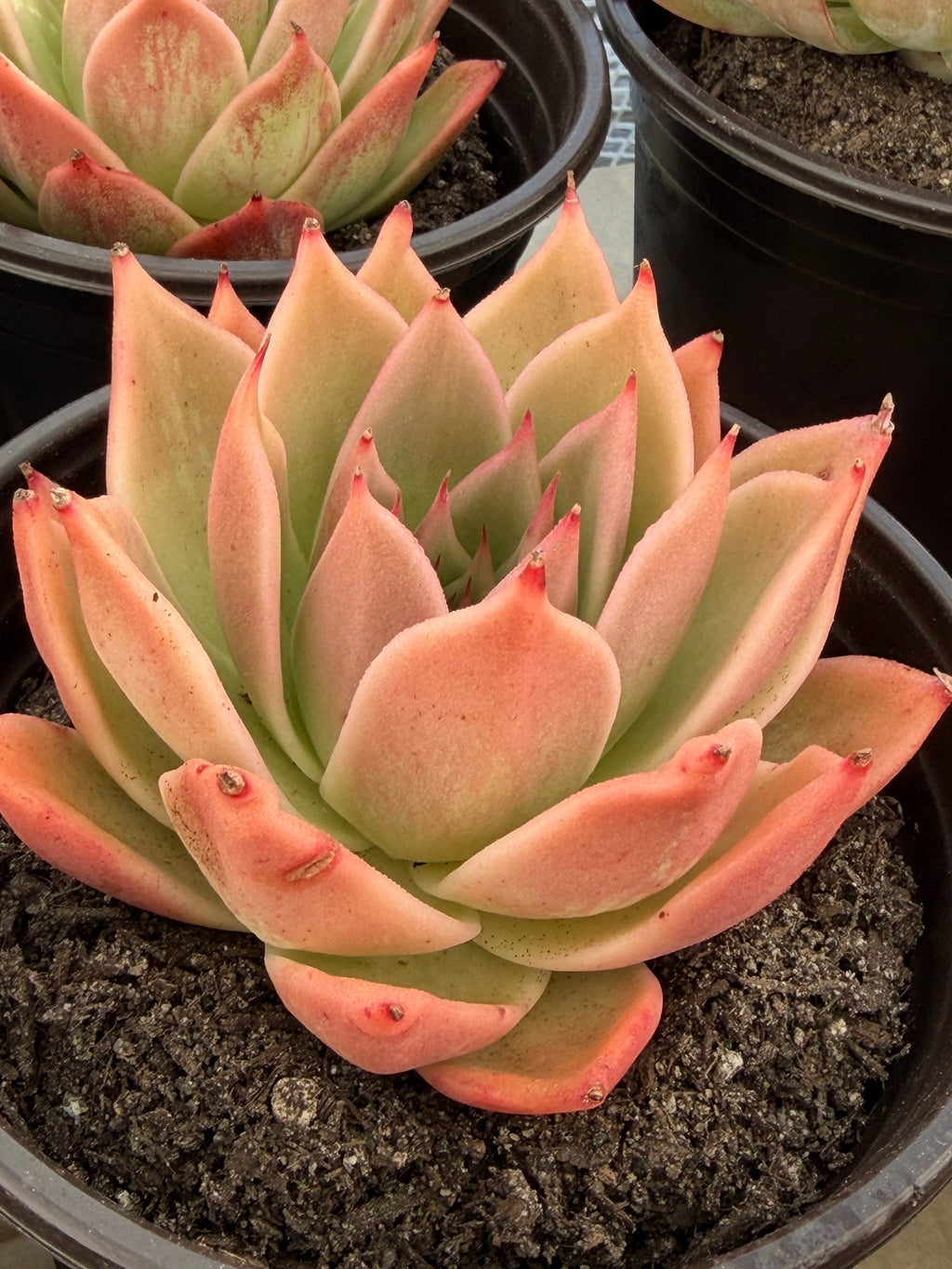 Rare Echeveria ‘Yuxing Dongyun’ – Premium Korean Hybrid Succulent