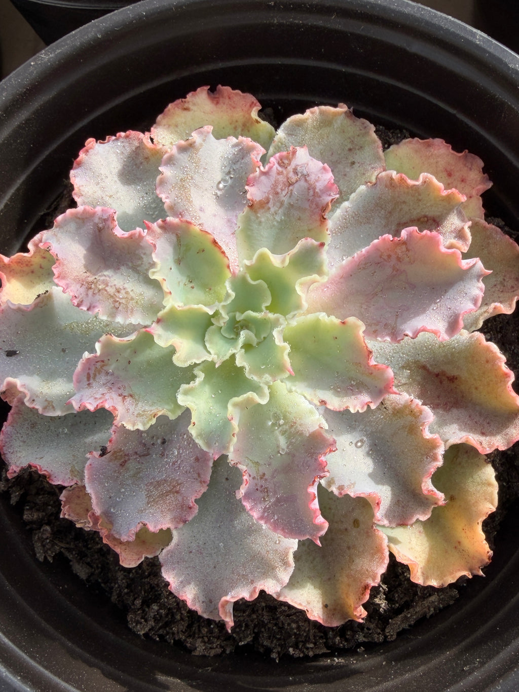 Echeveria ‘Aquarius’ – Premium Korean Hybrid Succulent