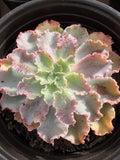 Echeveria ‘Aquarius’ – Premium Korean Hybrid Succulent