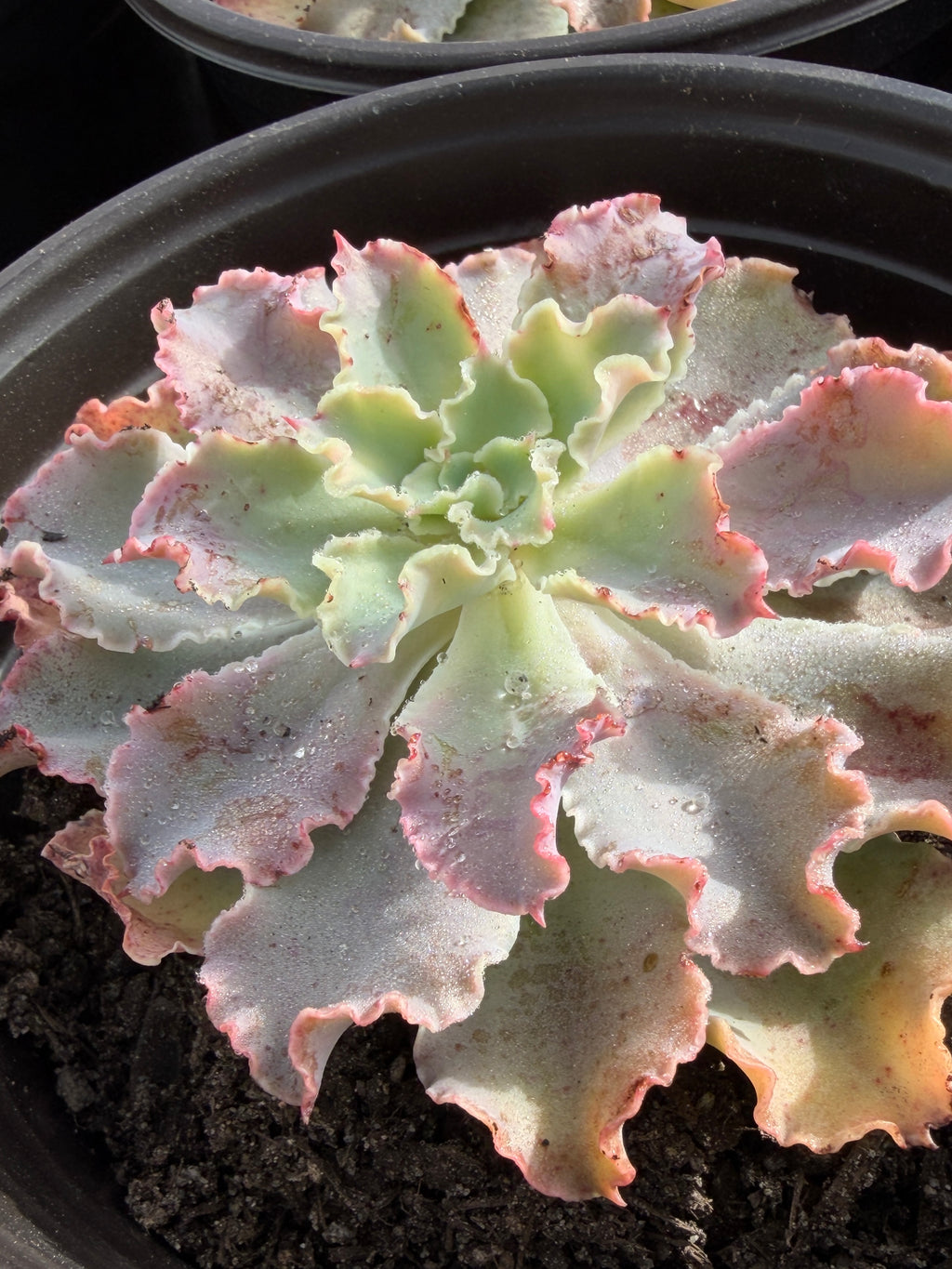Echeveria ‘Aquarius’ – Premium Korean Hybrid Succulent