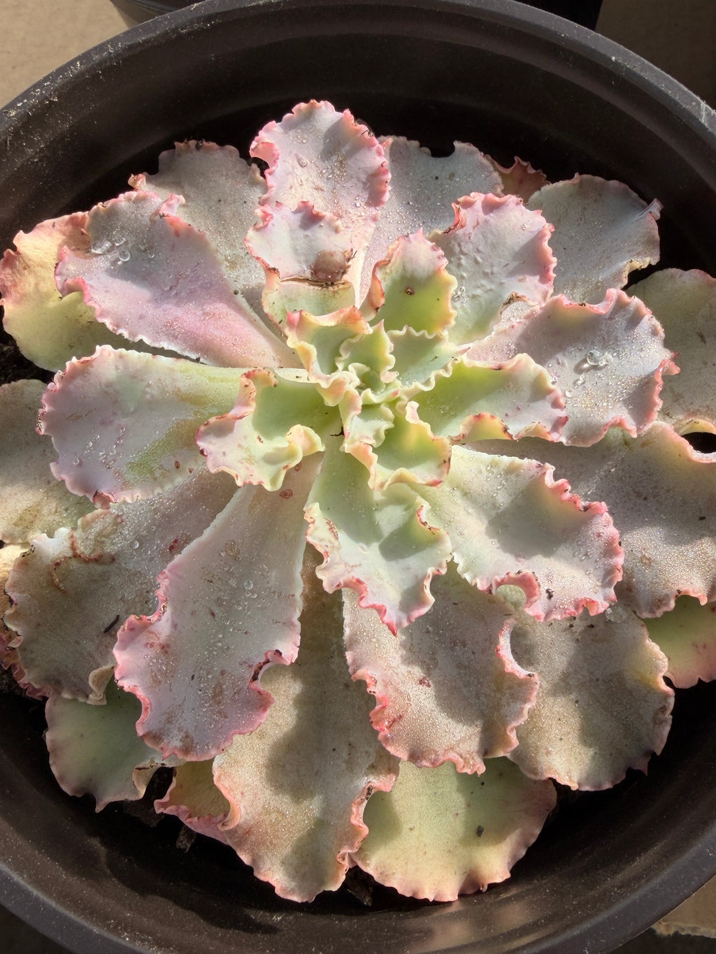 Echeveria ‘Aquarius’ – Premium Korean Hybrid Succulent
