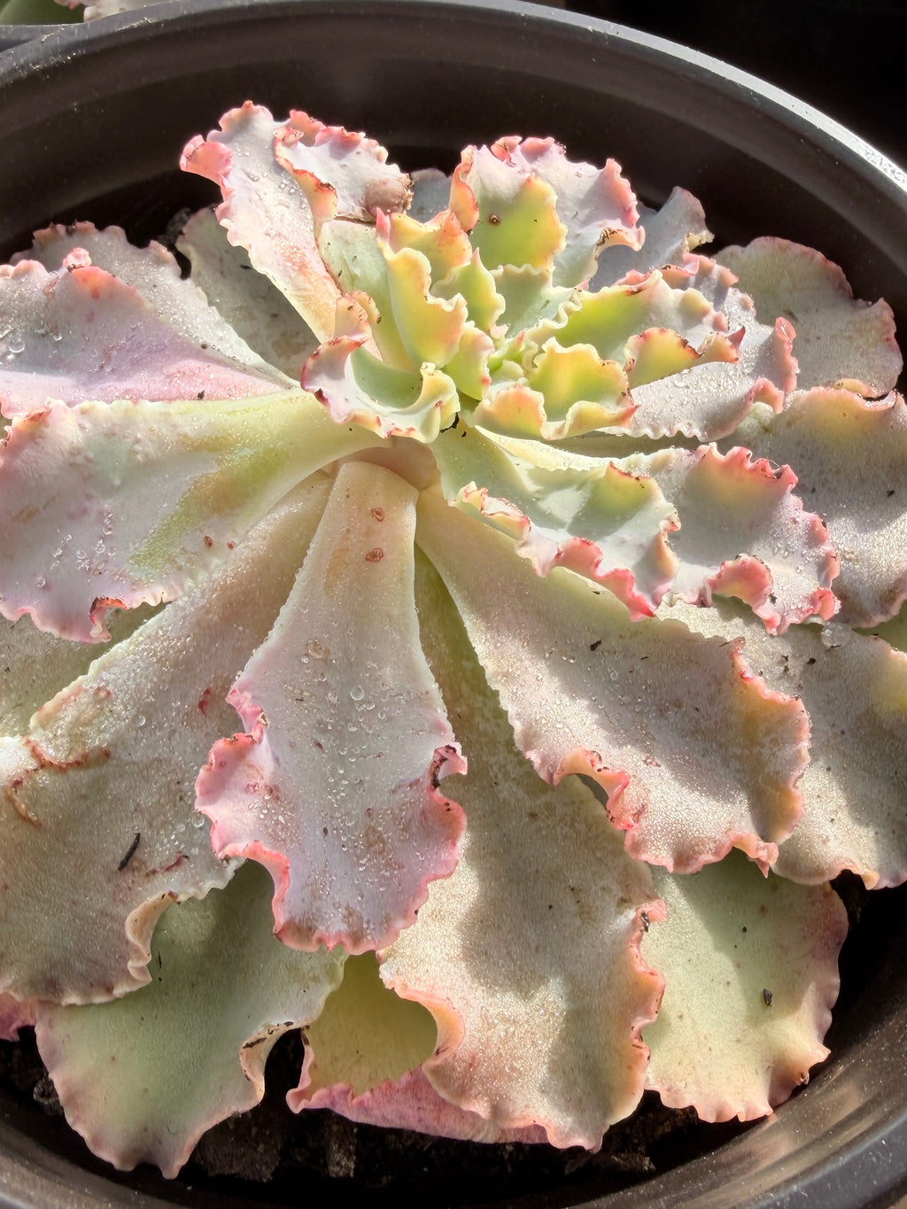 Echeveria ‘Aquarius’ – Premium Korean Hybrid Succulent