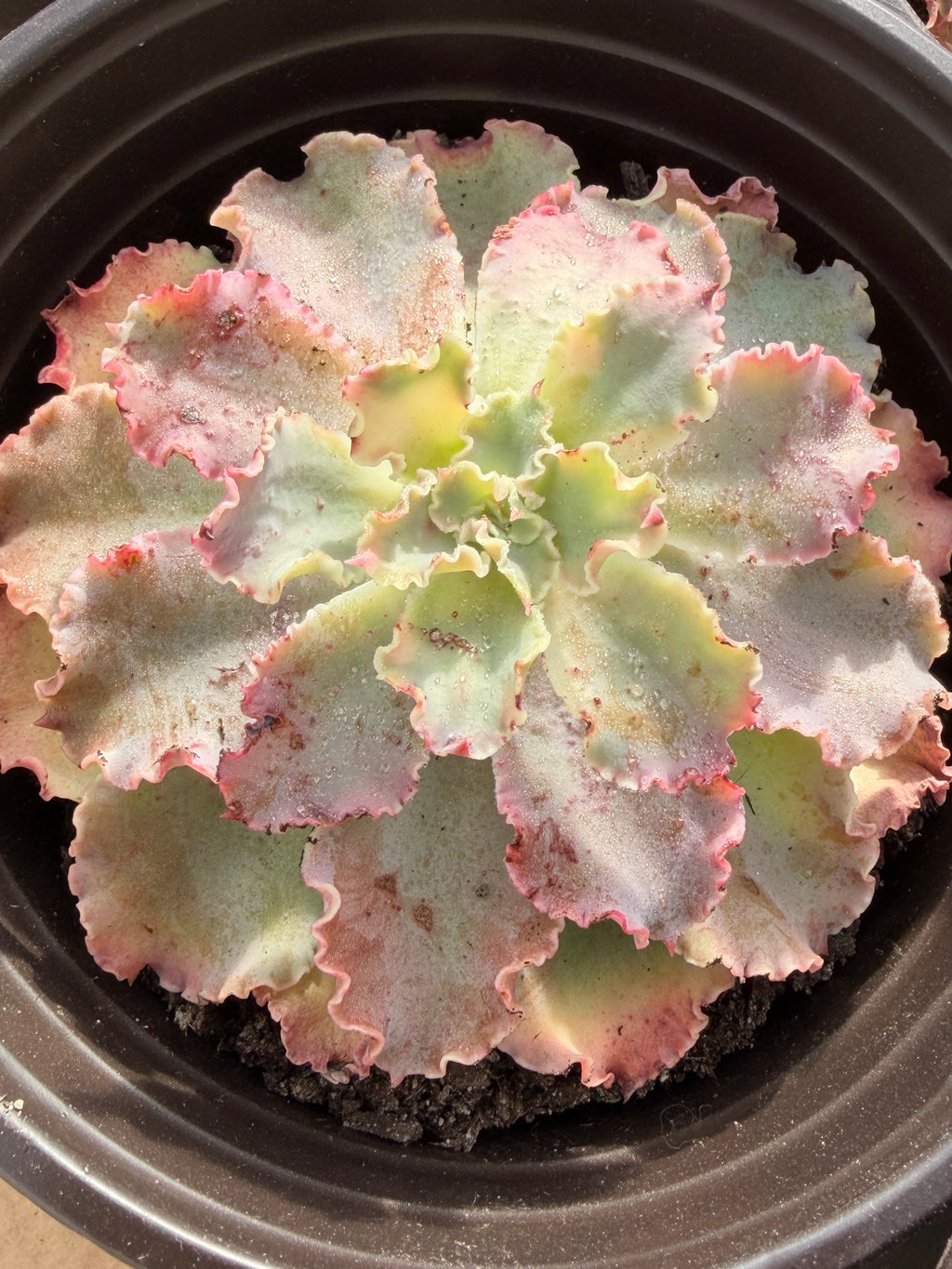 Echeveria ‘Aquarius’ – Premium Korean Hybrid Succulent