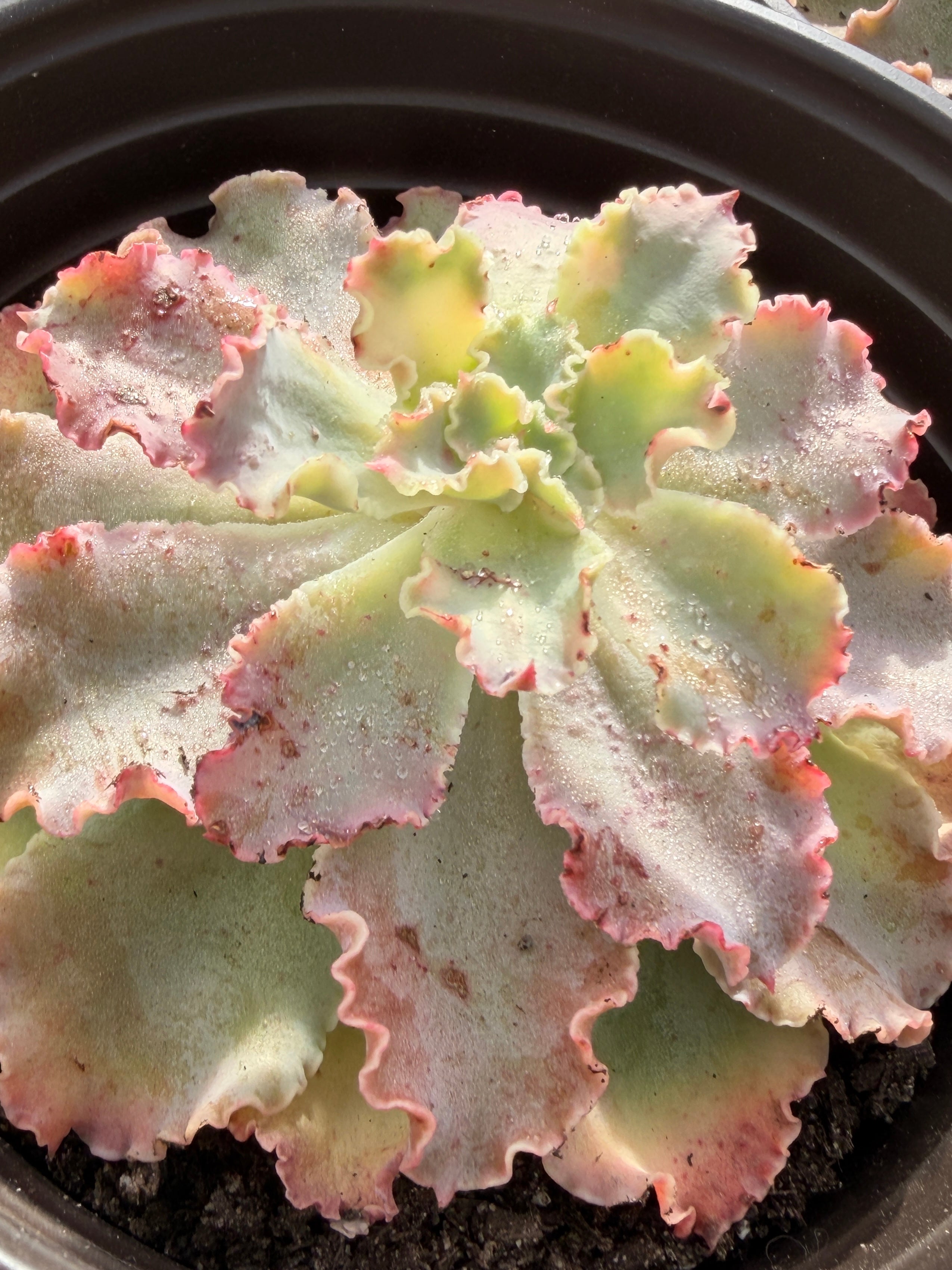 Echeveria ‘Aquarius’ – Premium Korean Hybrid Succulent