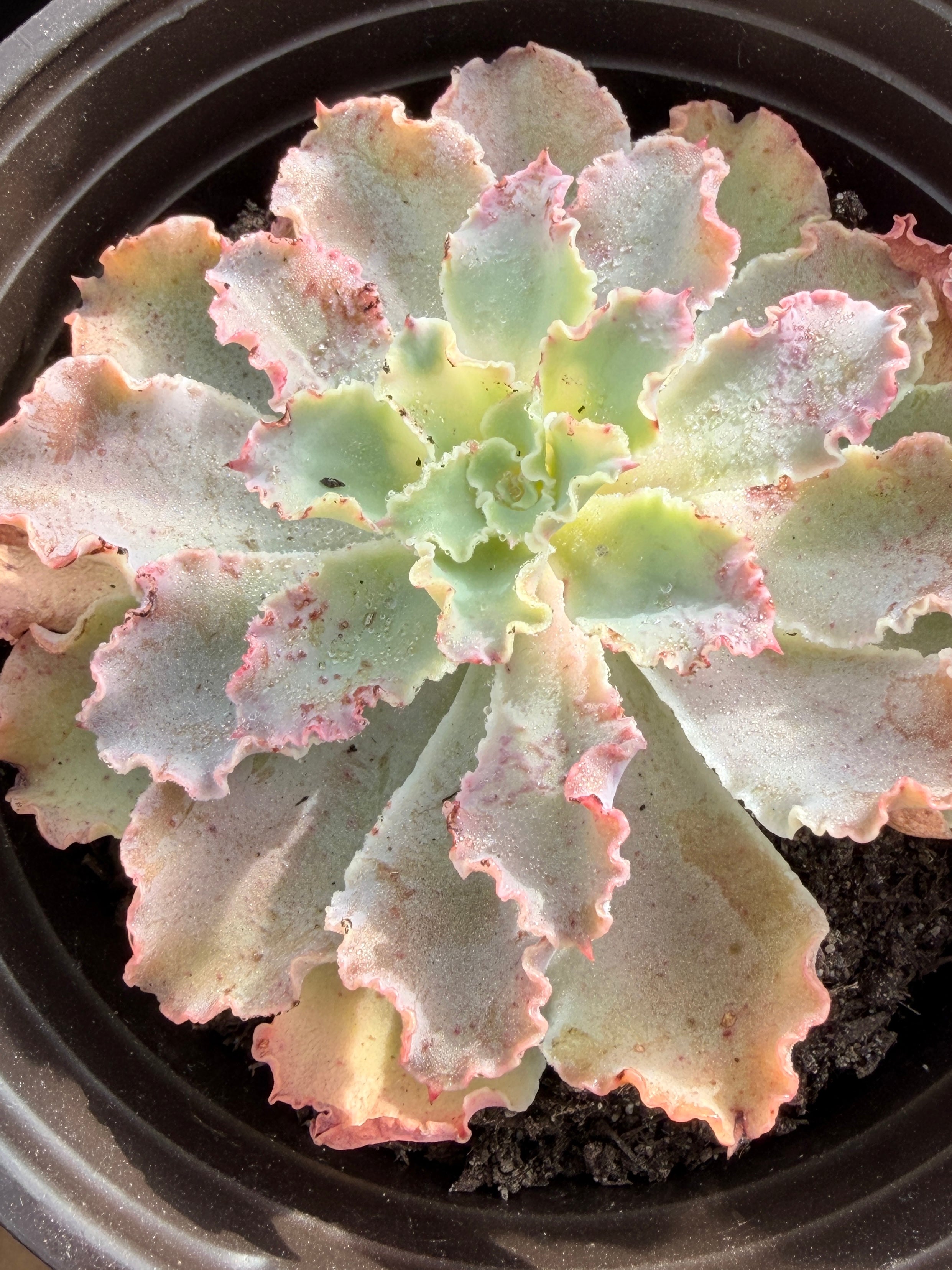Echeveria ‘Aquarius’ – Premium Korean Hybrid Succulent