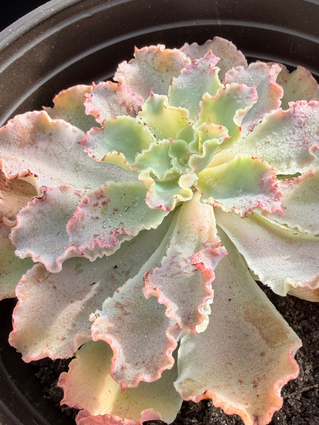 Echeveria ‘Aquarius’ – Premium Korean Hybrid Succulent