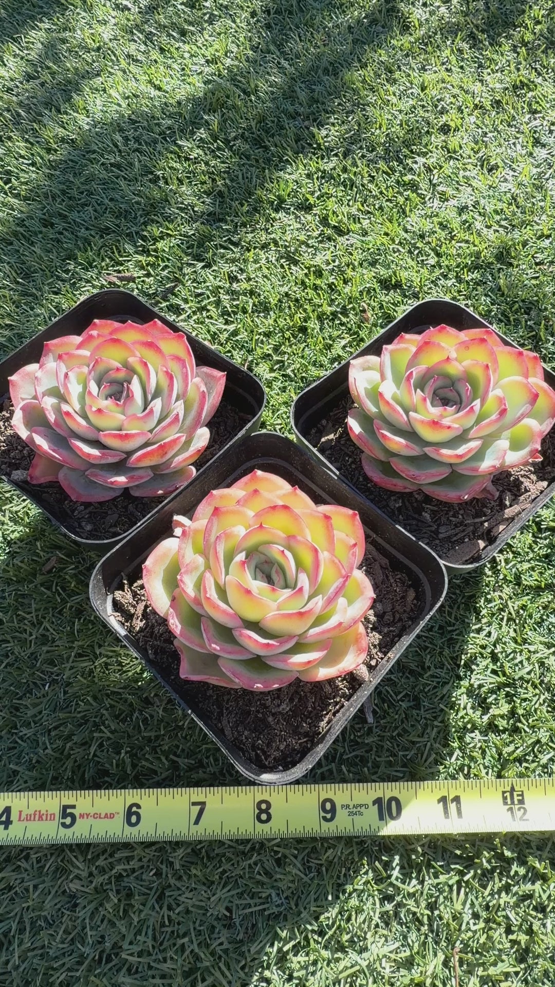 Rare Pastel Echeveria 'Orange Dew' Succulent | Pink-Edged Rosette | USDA-Permitted | Huamoo Amigo Farm