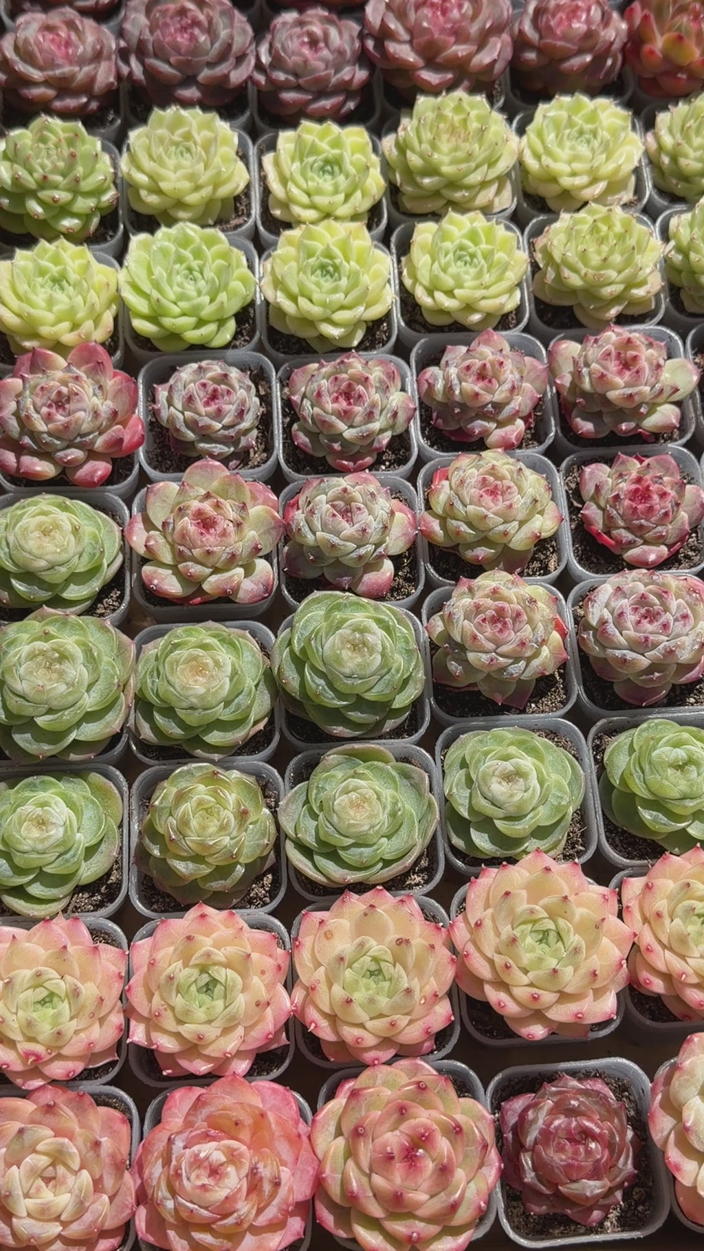 Echeveria Sweetheart M1-578 – Rare Orange-Green Succulent