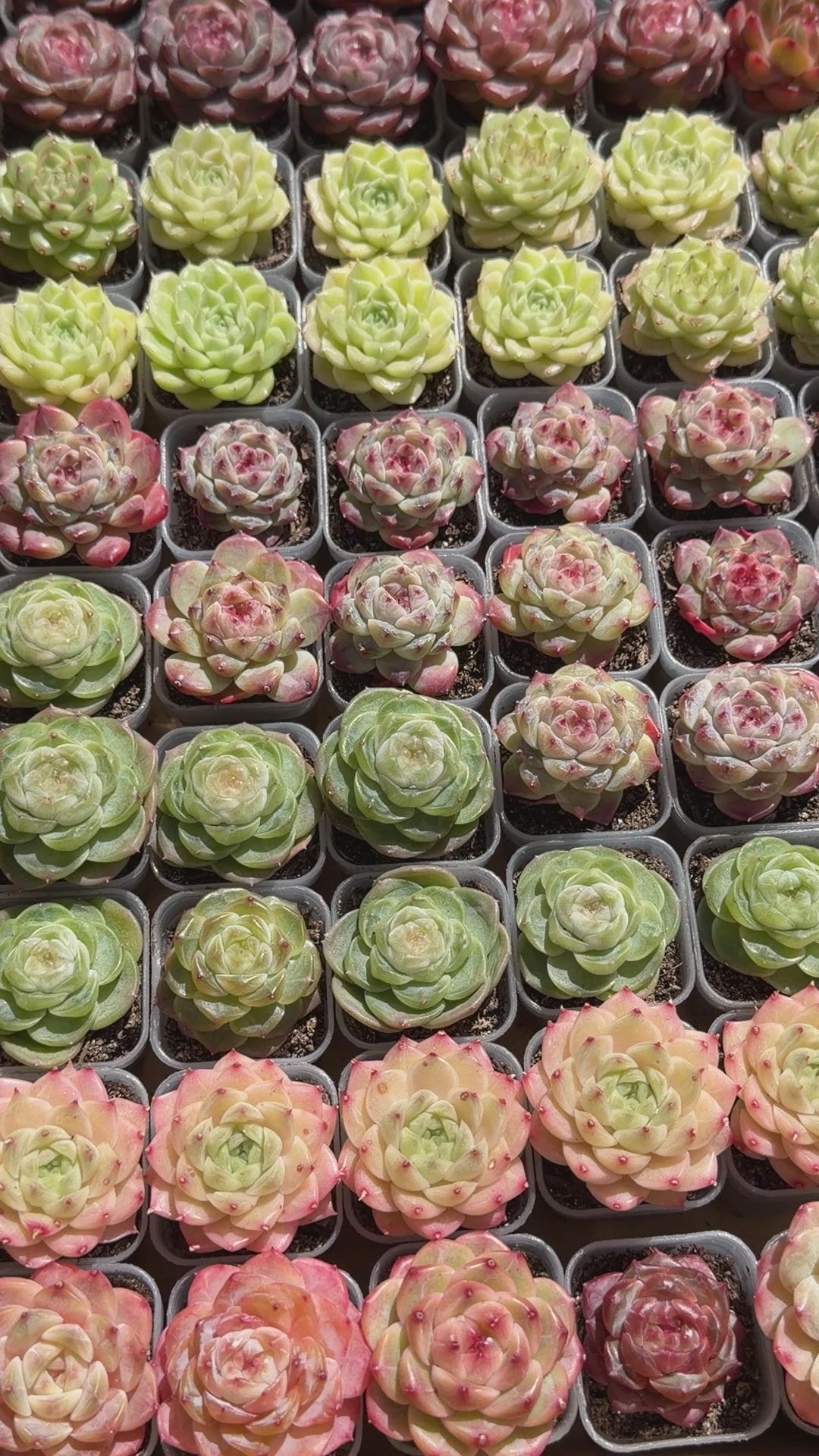 Echeveria Sweetheart M1-578 – Rare Orange-Green Succulent