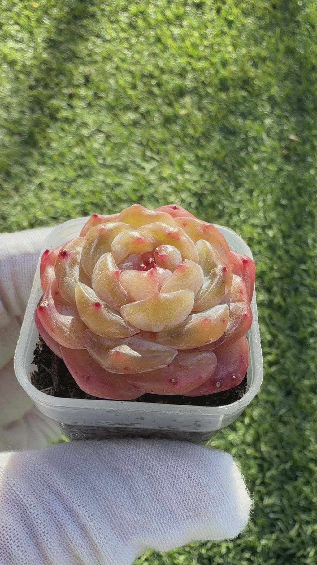 Echeveria Sweetheart Series Succulent | Rare Imported | Rooted 3” Live Plant | Shipped from California
