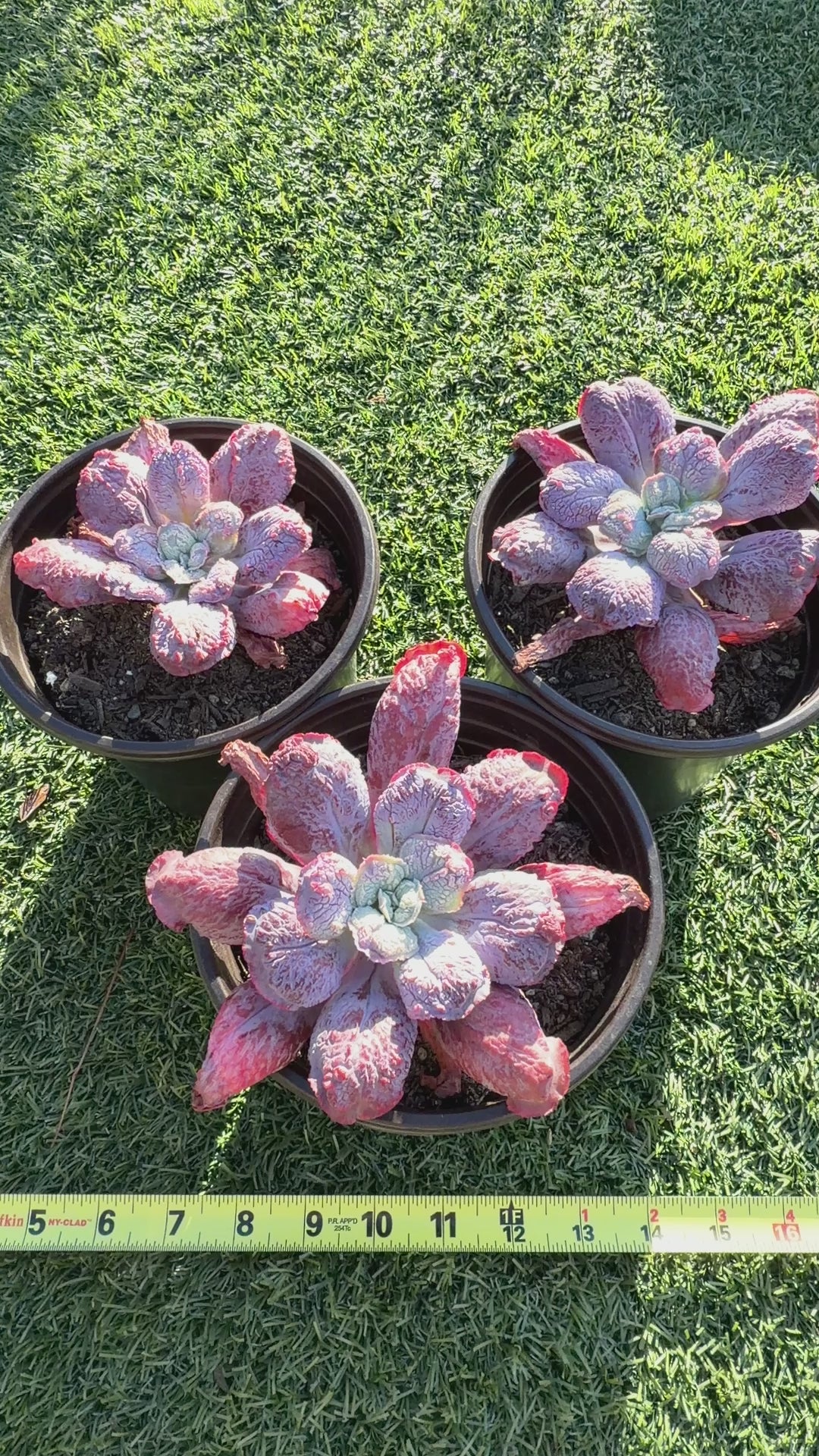 Rare Echeveria ‘Baron Bold’ – Premium Hybrid Succulent, Imported & CA‑Acclimated