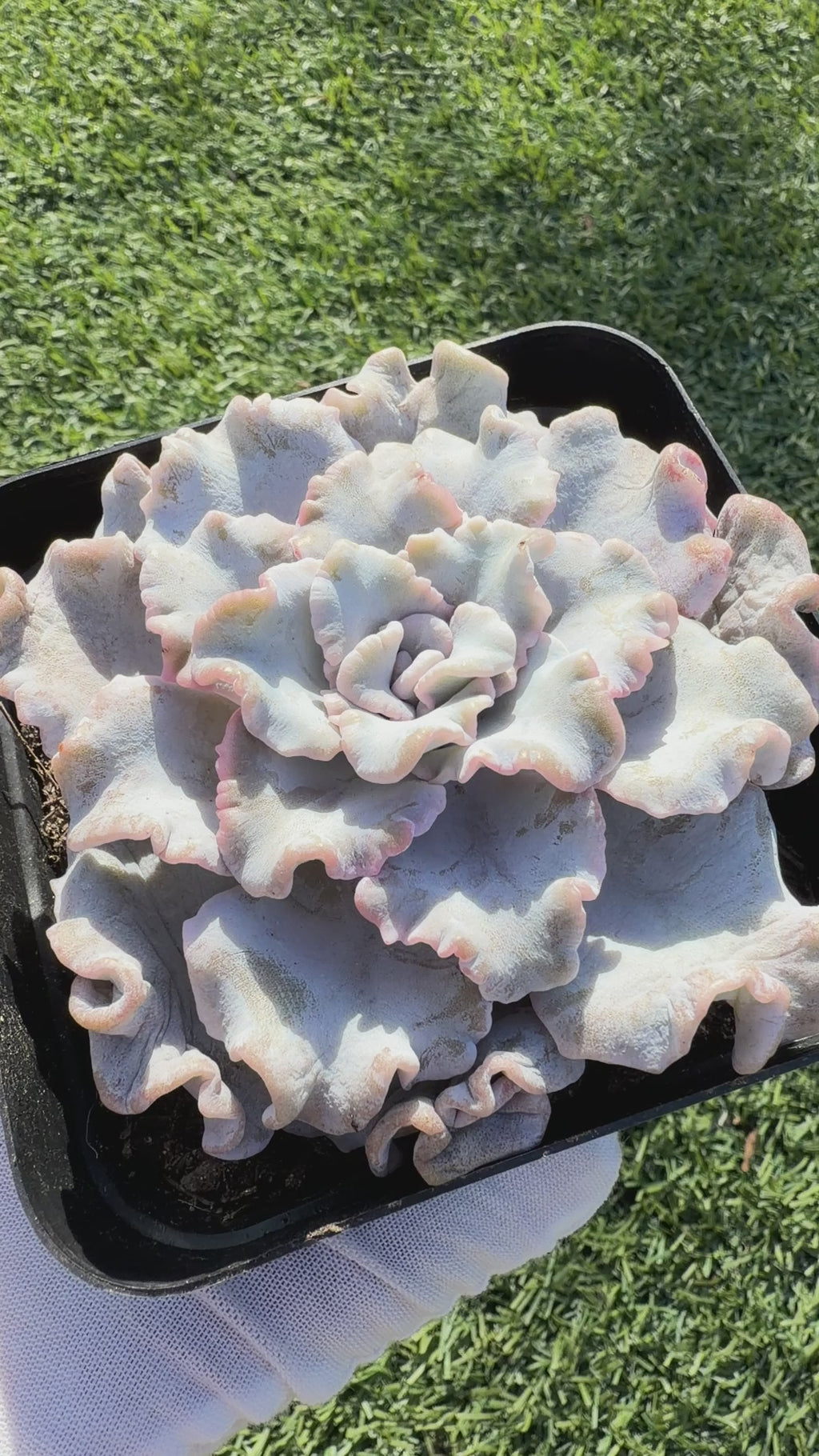 Rare Echeveria 'Crispate Beauty'– Premium Collector Succulent | Imported Live Succulent