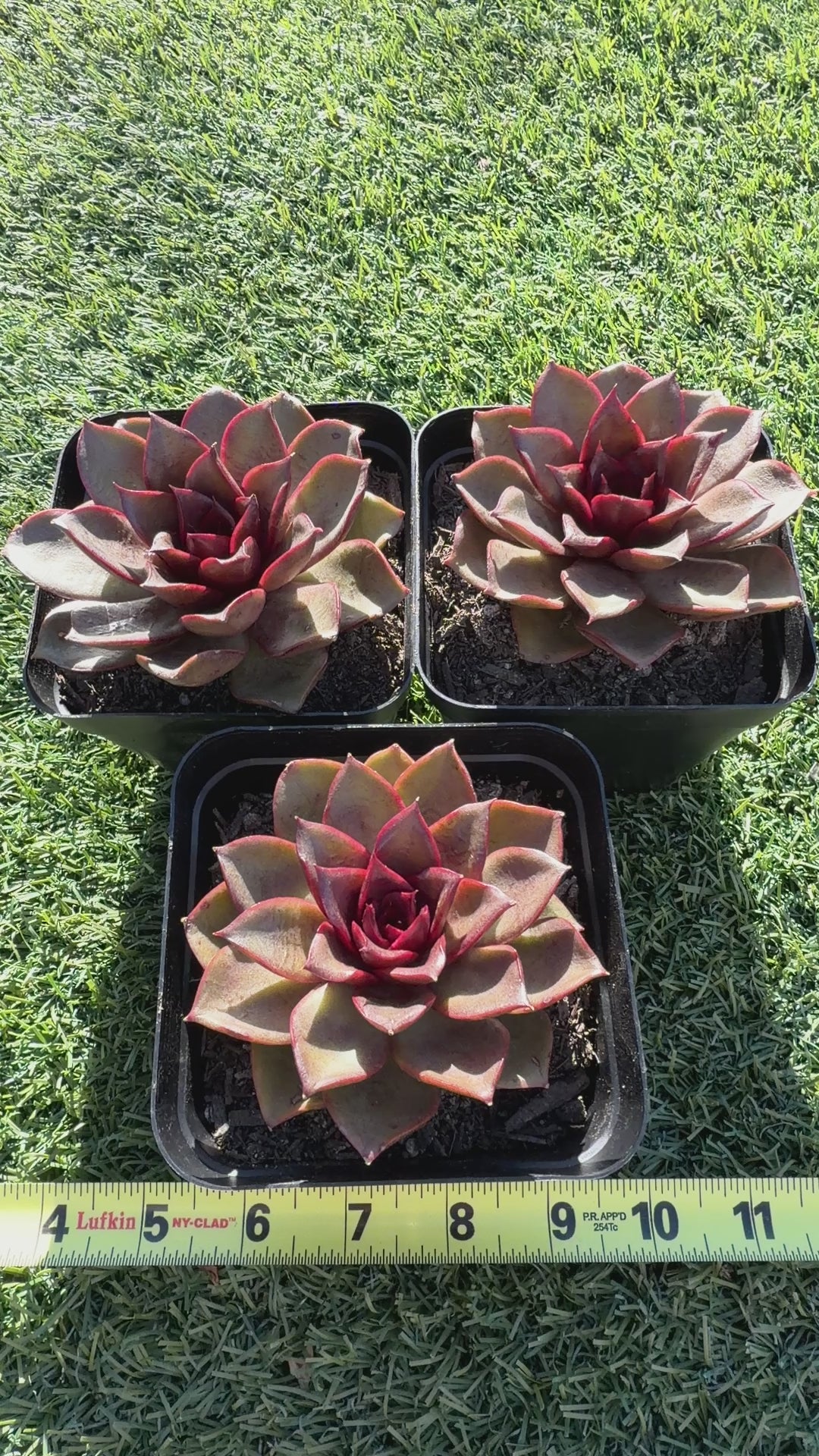 Rare Echeveria ‘Red Rose’ – Korean Collector Succulent | Vibrant Red Rosette | Premium Import
