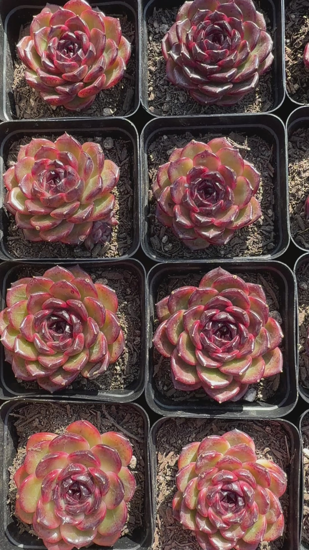 Rare Icelandic Coffee Succulent | Imported Live Succulent, Ca. Acclimated