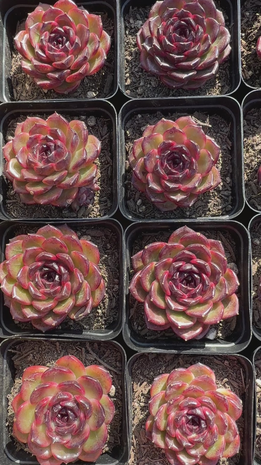Rare Icelandic Coffee Succulent | Imported Live Succulent, Ca. Acclimated