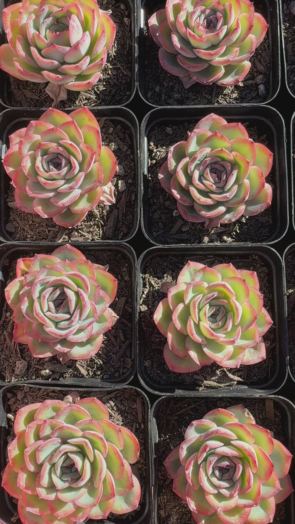 Rare Pastel Echeveria 'Orange Dew' Succulent | Pink-Edged Rosette | USDA-Permitted | Huamoo Amigo Farm