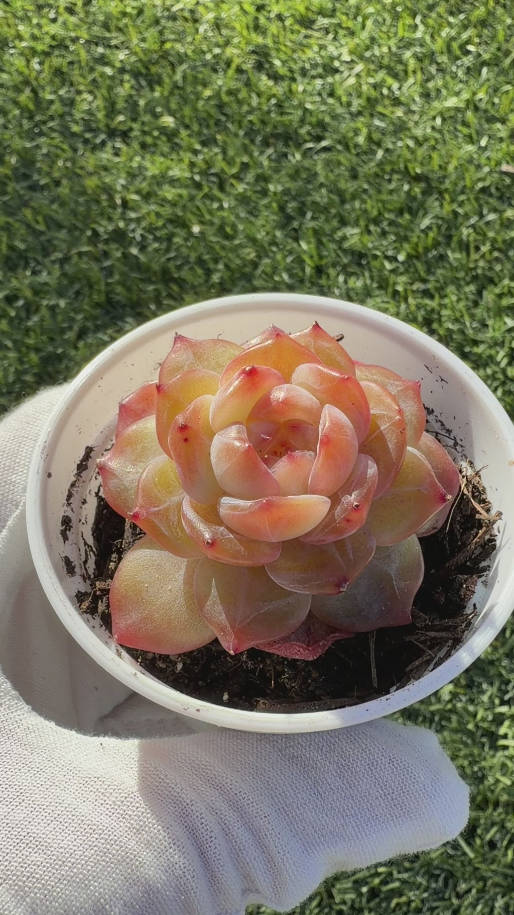 Rare Echeveria Jenny Series Succulent | Imported | Rooted 3” Live Plant | Shipped from California