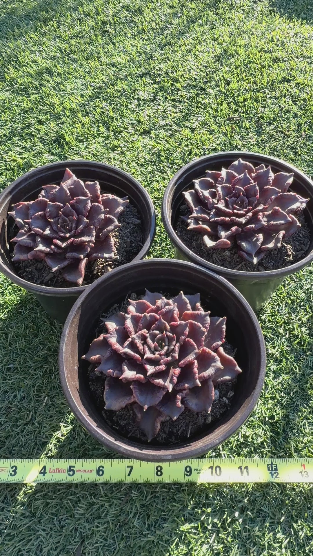 Rare Succulent 'Black Madiba' Live Plant | Farm Grown | Legally Imported | Fast Ship CA