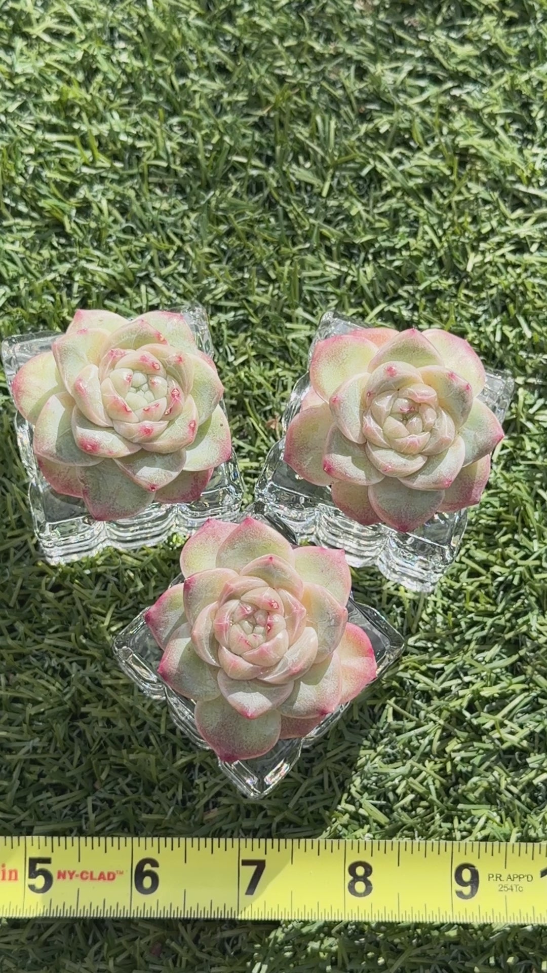 Sweetheart Succulent P3-43 – Rare Heart-Shaped Plant, Soilless Grown