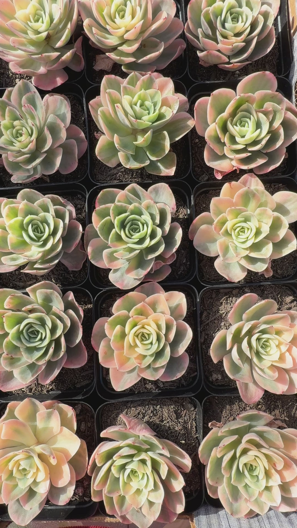 Rare Echeveria 'Variegated White Maria’ — 4.5" Collector‑Grade Succulent | USDA‑APHIS Permitted | Grown at Huamoo Amigo