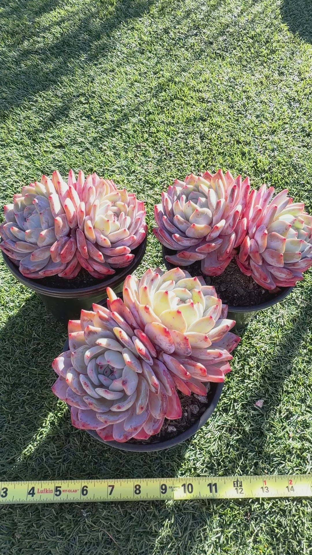 Rare Echeveria Giant Monroe | Large Rosette or Two-Head Succulent | Huamoo Amigo Farm