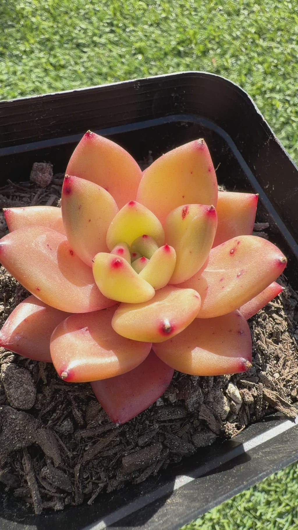 Echeveria ‘Champagne’ – Rare Imported Succulent, Acclimated & Shipped from California