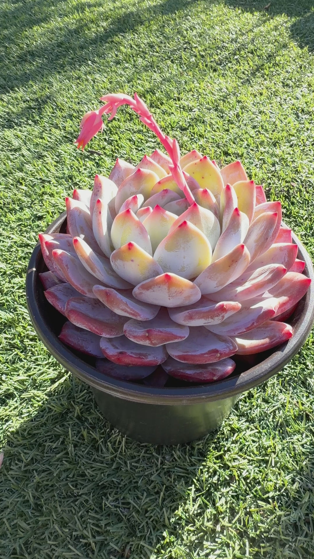 Rare Echeveria Giant Monroe | Large Rosette or Two-Head Succulent | Huamoo Amigo Farm
