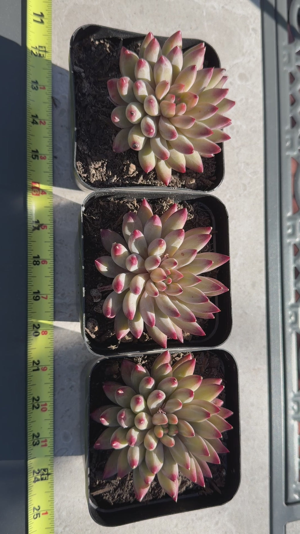 Rare Echeveria ‘Cherries’ – Imported, Acclimated & Shipped from California