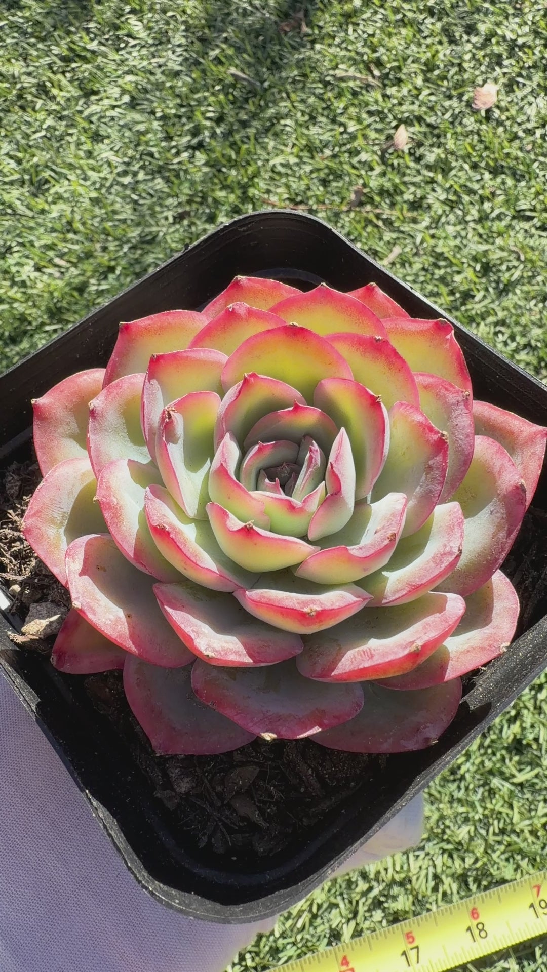 Rare Pastel Echeveria 'Orange Dew' Succulent | Pink-Edged Rosette | USDA-Permitted | Huamoo Amigo Farm