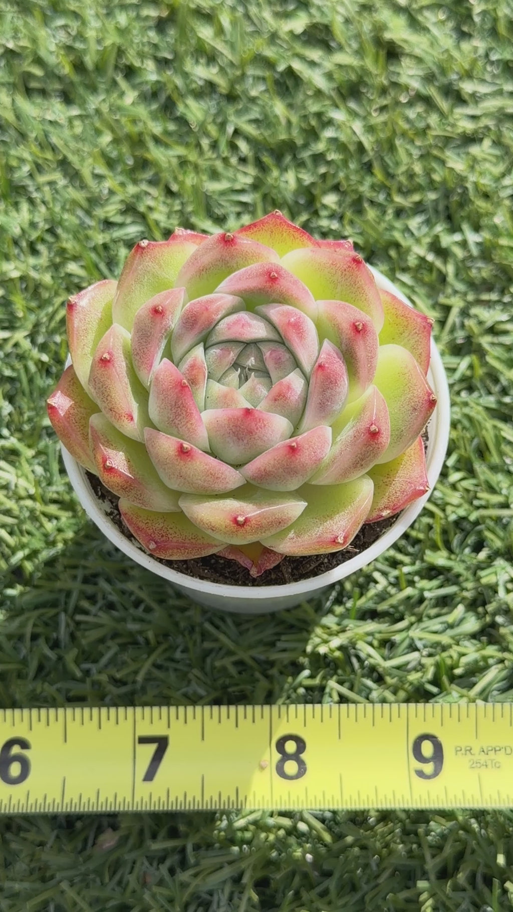 Rare Echeveria ‘Malgan‑4’ – Premium Hybrid Succulent, | Huamoo Amigo Farm