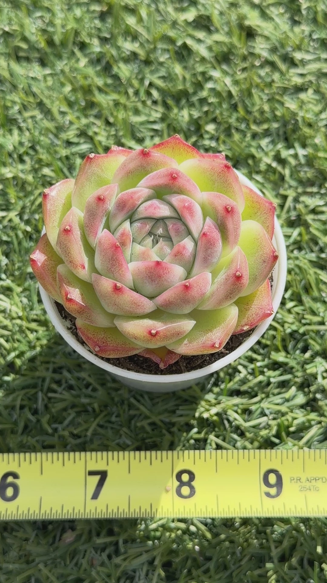 Rare Echeveria ‘Malgan‑4’ – Premium Hybrid Succulent, | Huamoo Amigo Farm