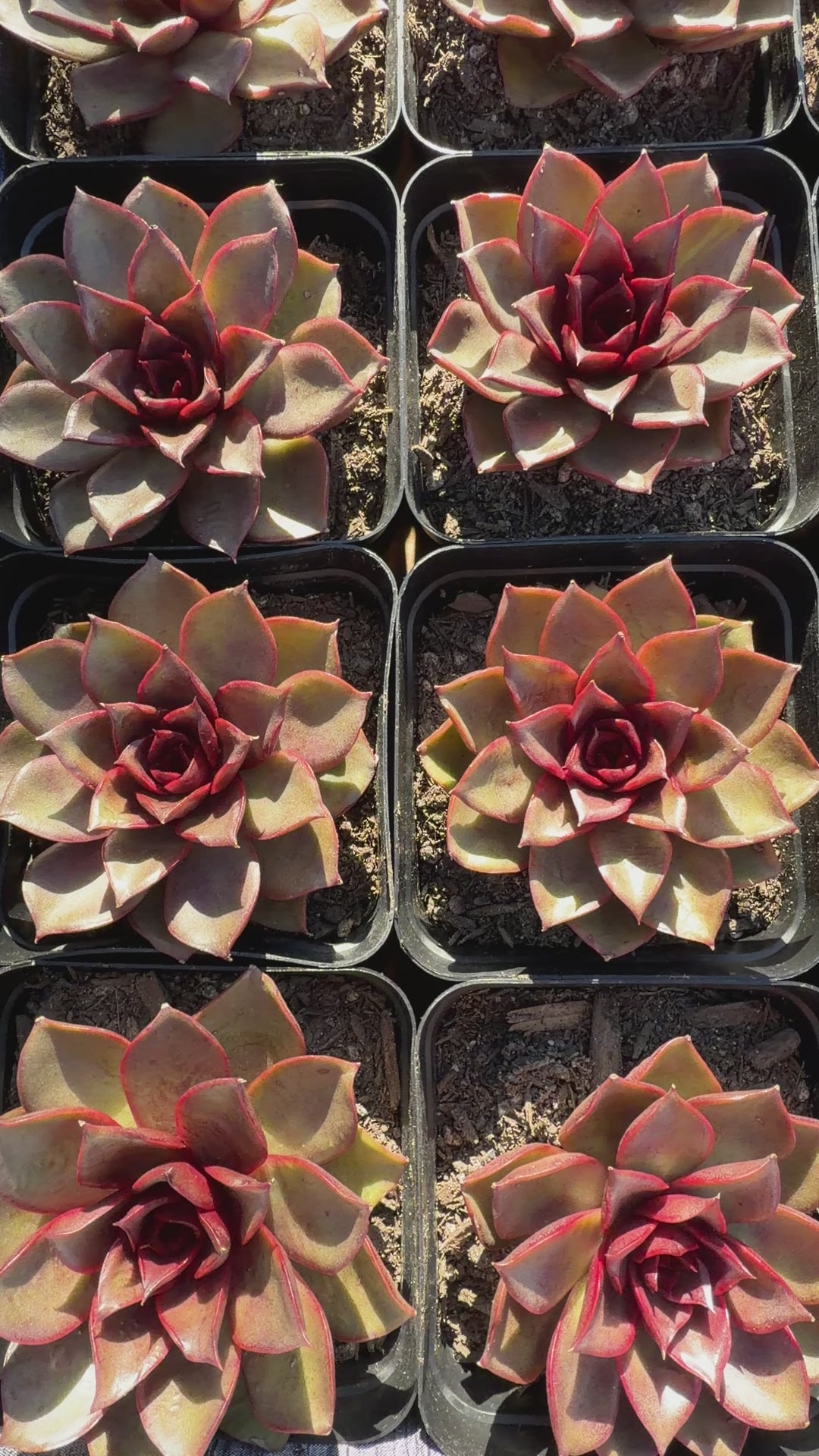 Rare Echeveria ‘Red Rose’ – Korean Collector Succulent | Vibrant Red Rosette | Premium Import
